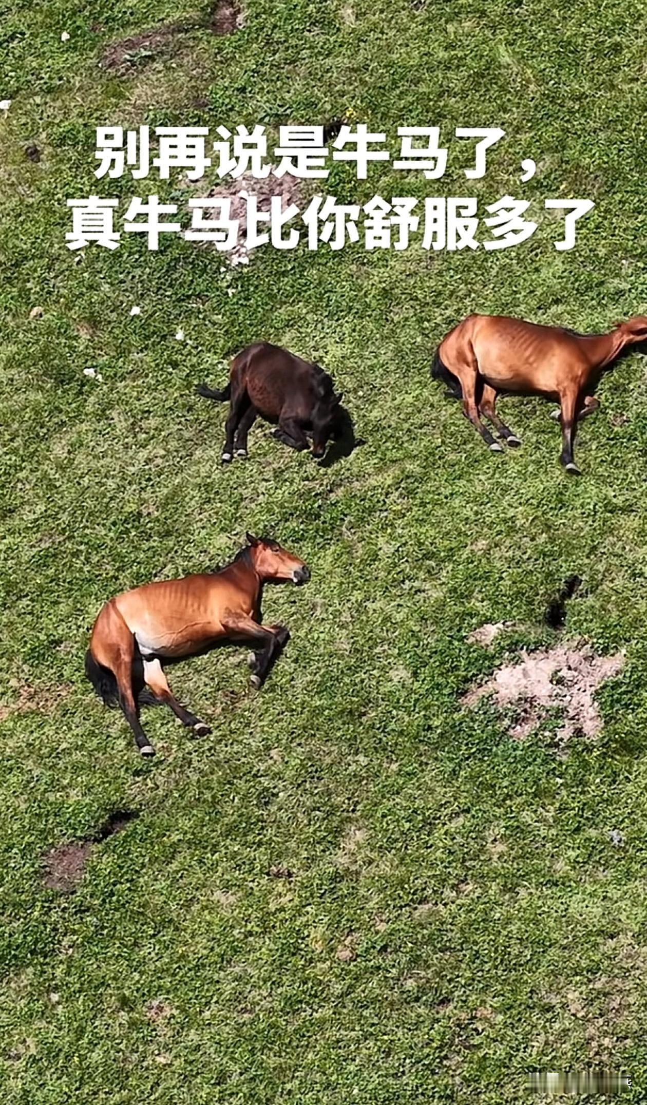 你还好意思说你是牛马吗？牛马都有阳光、午休，和有机牧草。