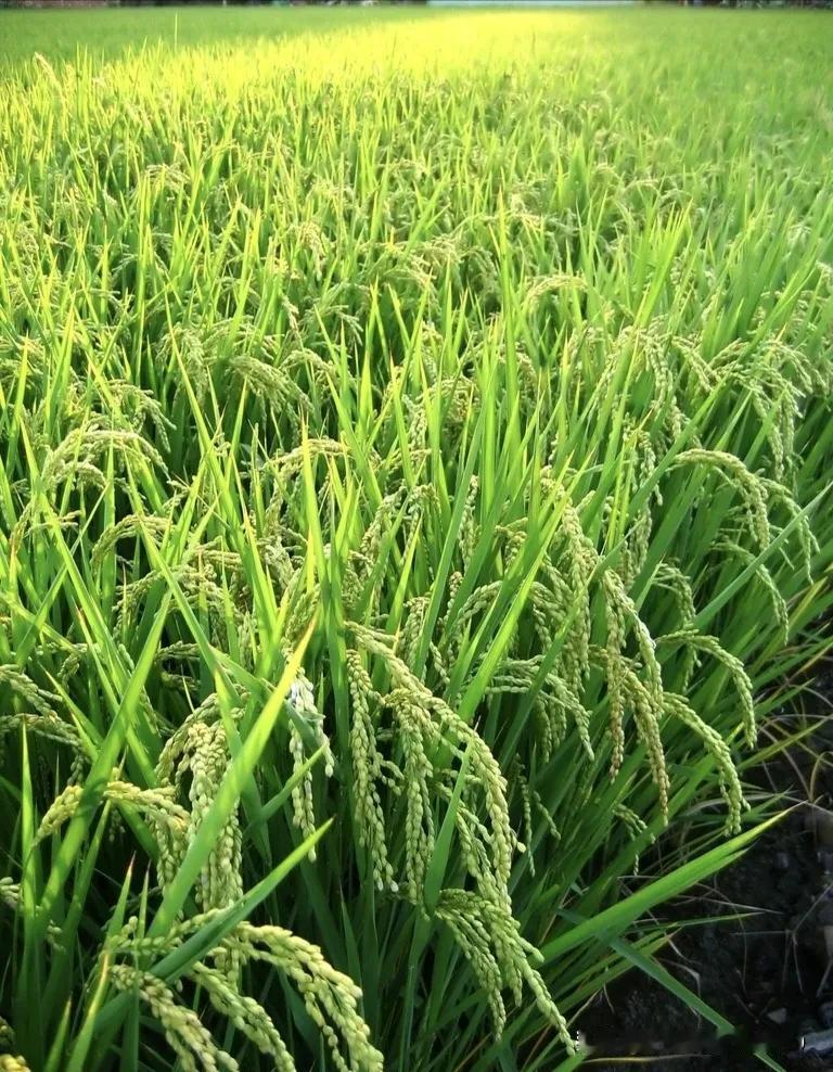 下联：春雨无心润青草