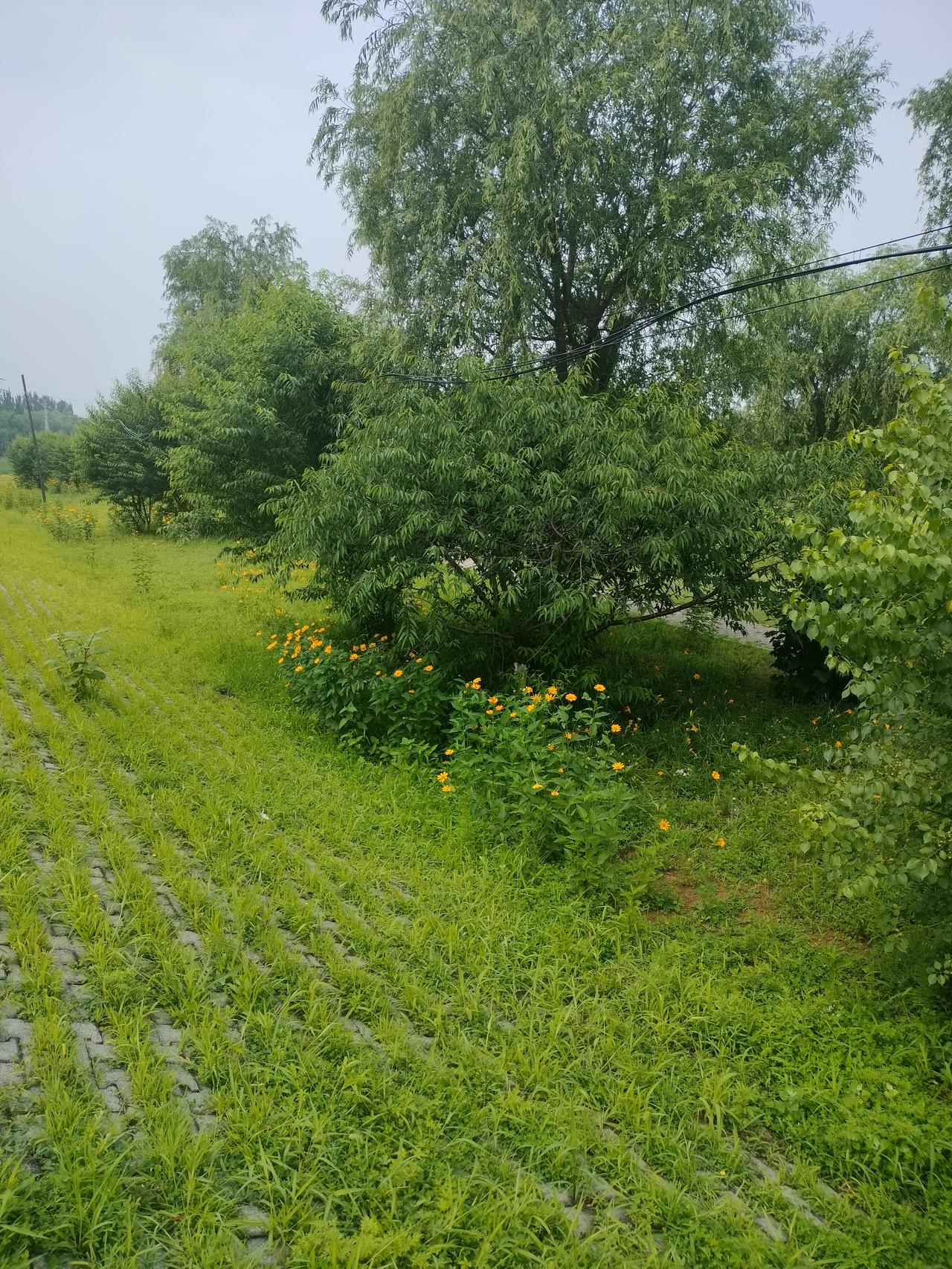 今年夏天哪里是你的避暑首选当然是老家承德了，承德避暑胜地那可不是徒有虚名，早晚温