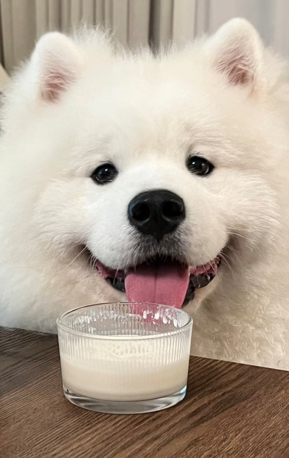 好好养宠的一年宠物年度结算：我家毛孩的欢乐时光🐾家人们，年度宠物总结来啦！这一