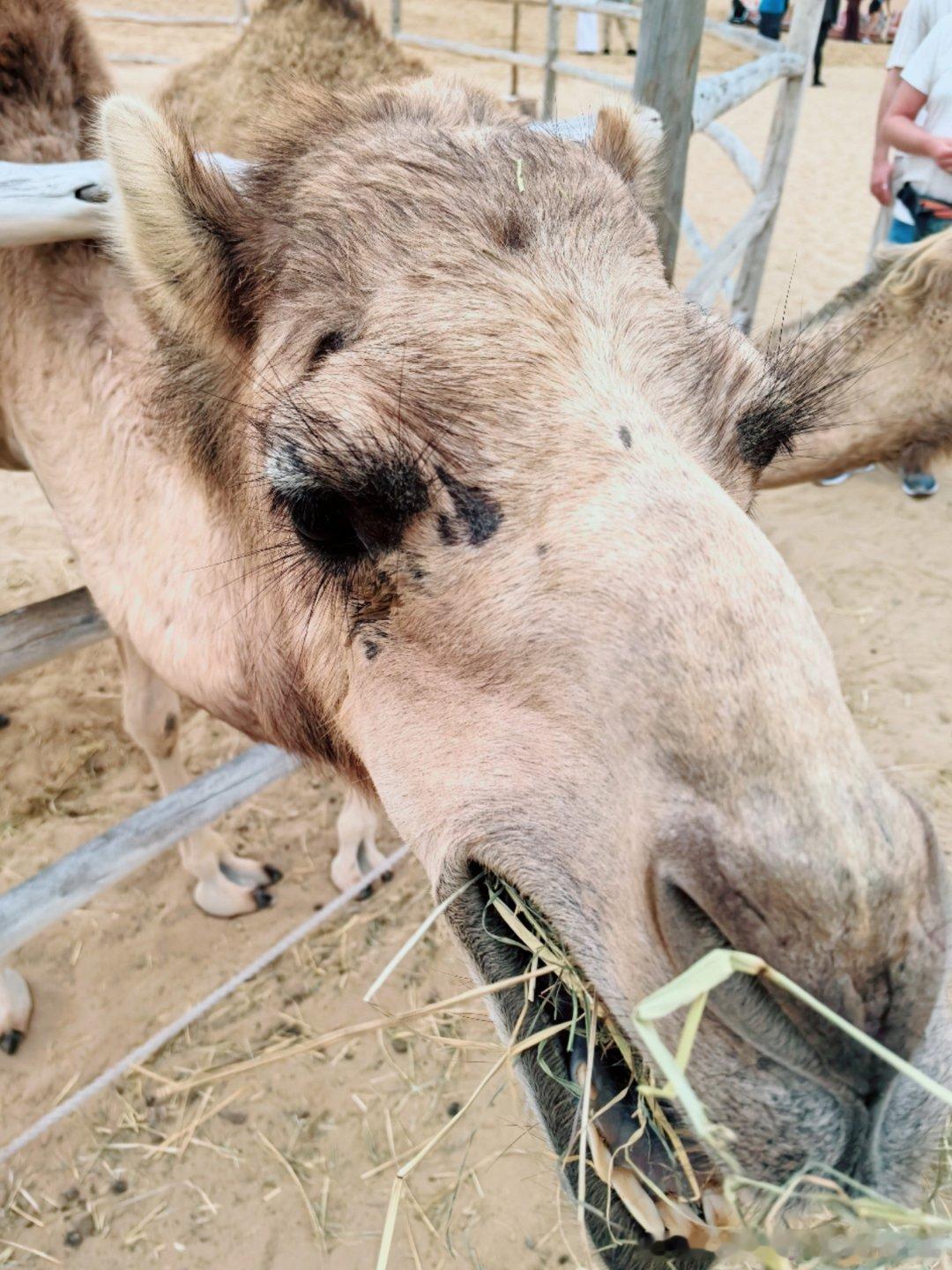 贿赂了一下达洛特，他说明天好好踢争取进个球阿联酋迪拜曼联足球俱乐部曼联
