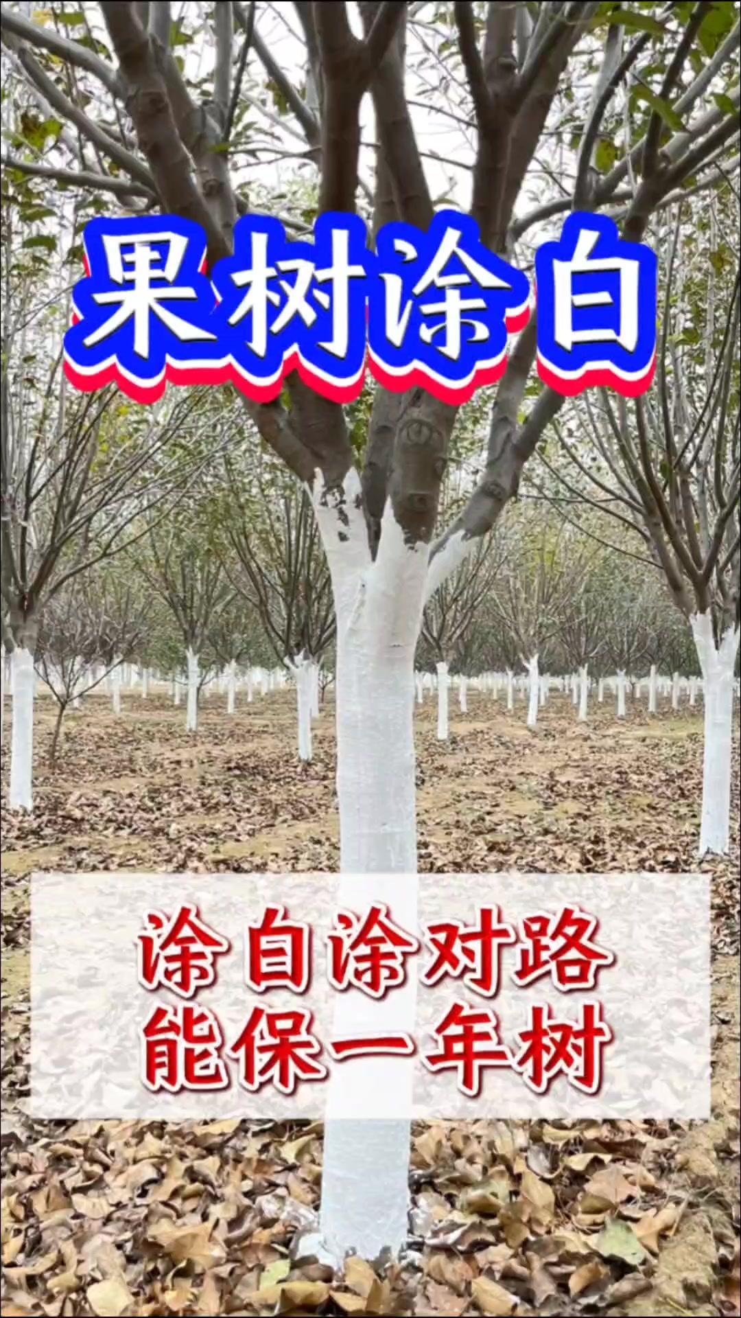 🌳一到这个季节，路边的绿化树，还有种植高手的果园里，都会为果树涂白。

🎈作