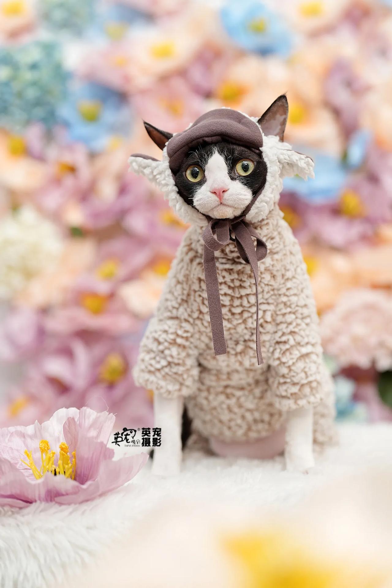 诶，是小羊还是小猫啊？😜
【88花花拍摄】