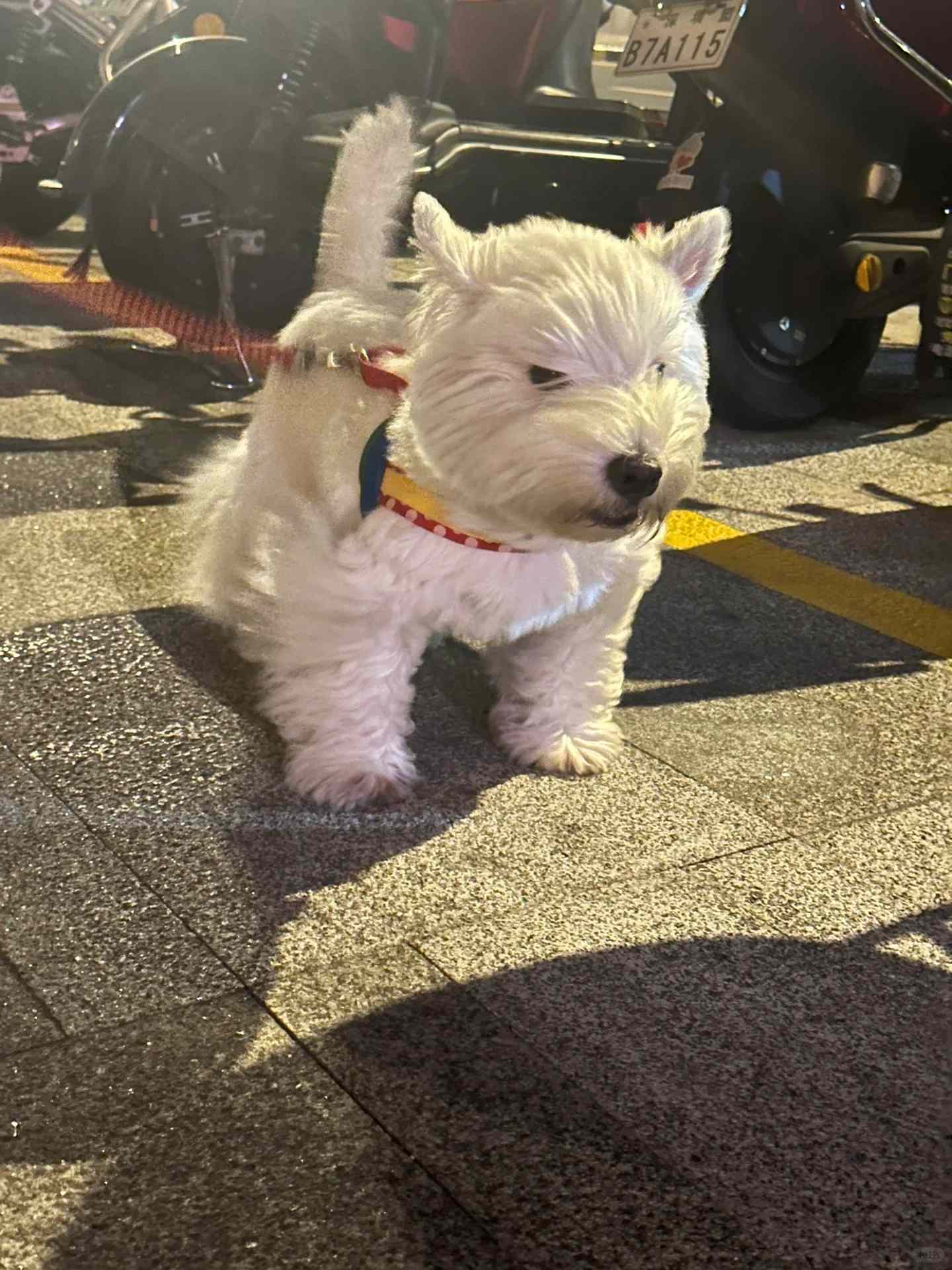 直面台风的小狗 