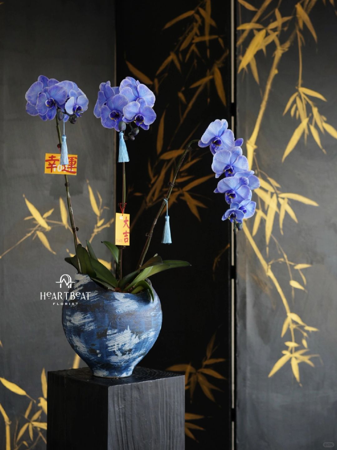 年宵花•蝴蝶兰🦋紫气东来 绝美的蓝紫色