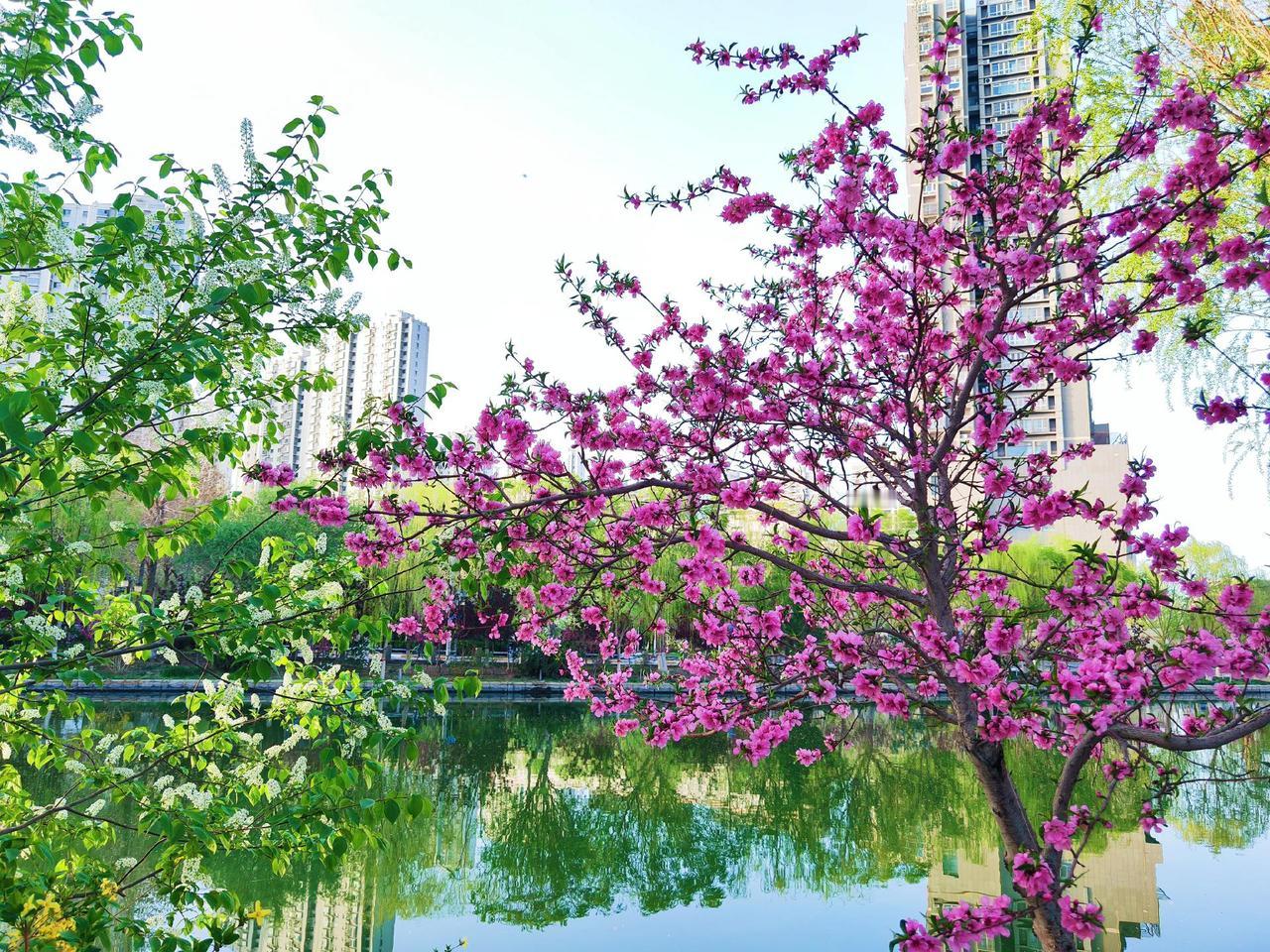 交换手机里的春天，呼之欲出清香画面！#治愈系风景  #摄影 #图文扶持计划入口