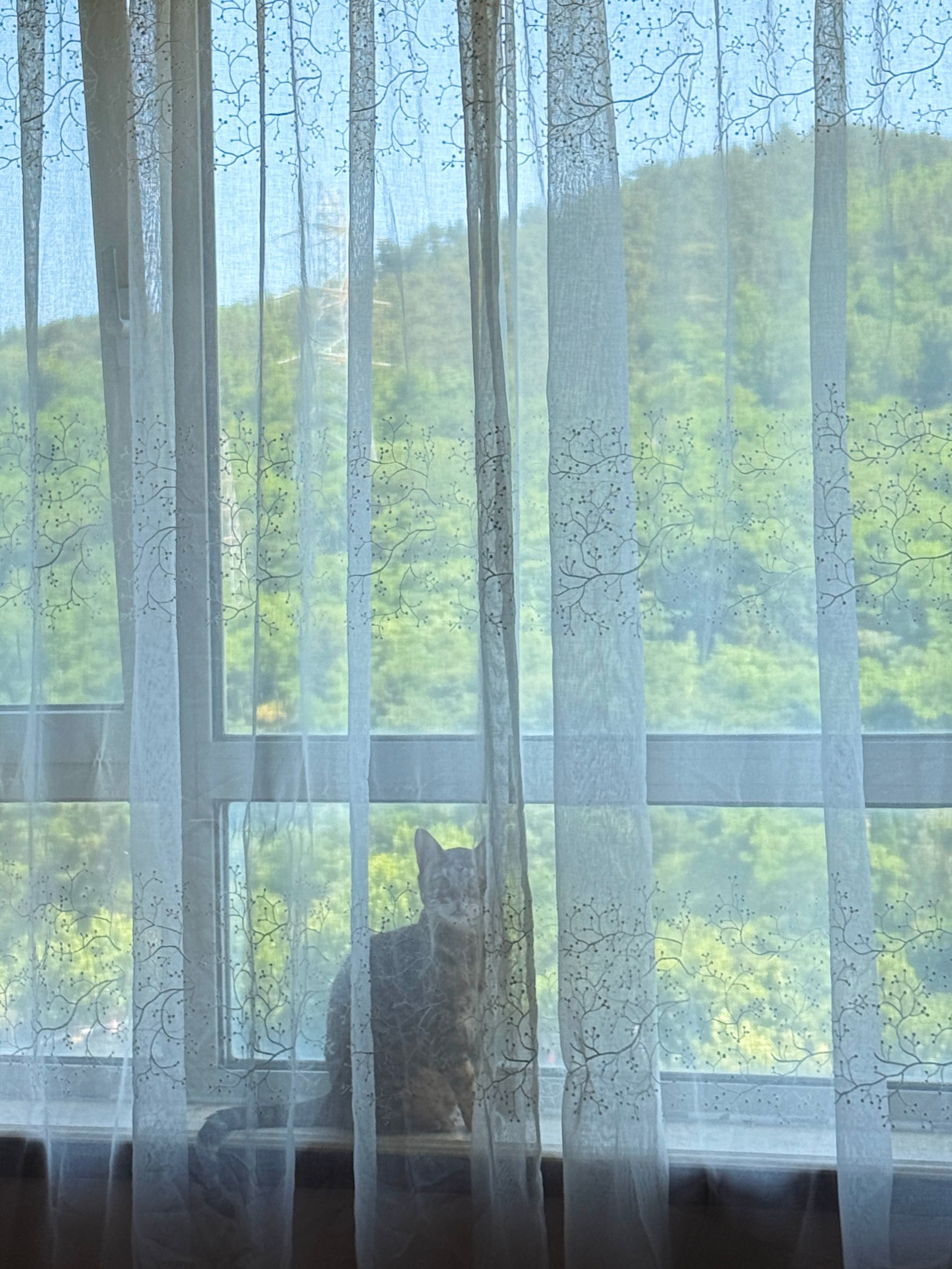 月朦胧祖朦胧 