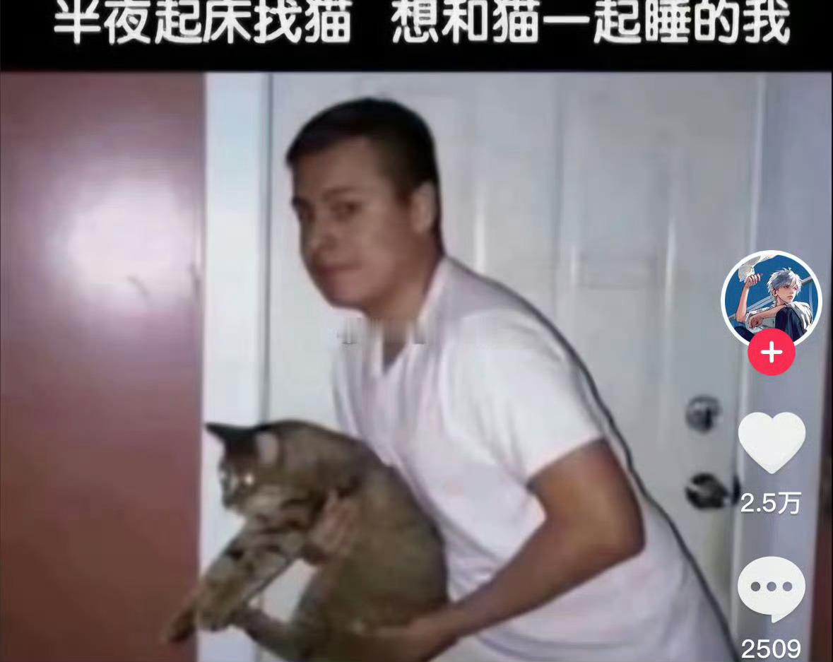 养猫人不语，只是共情 
