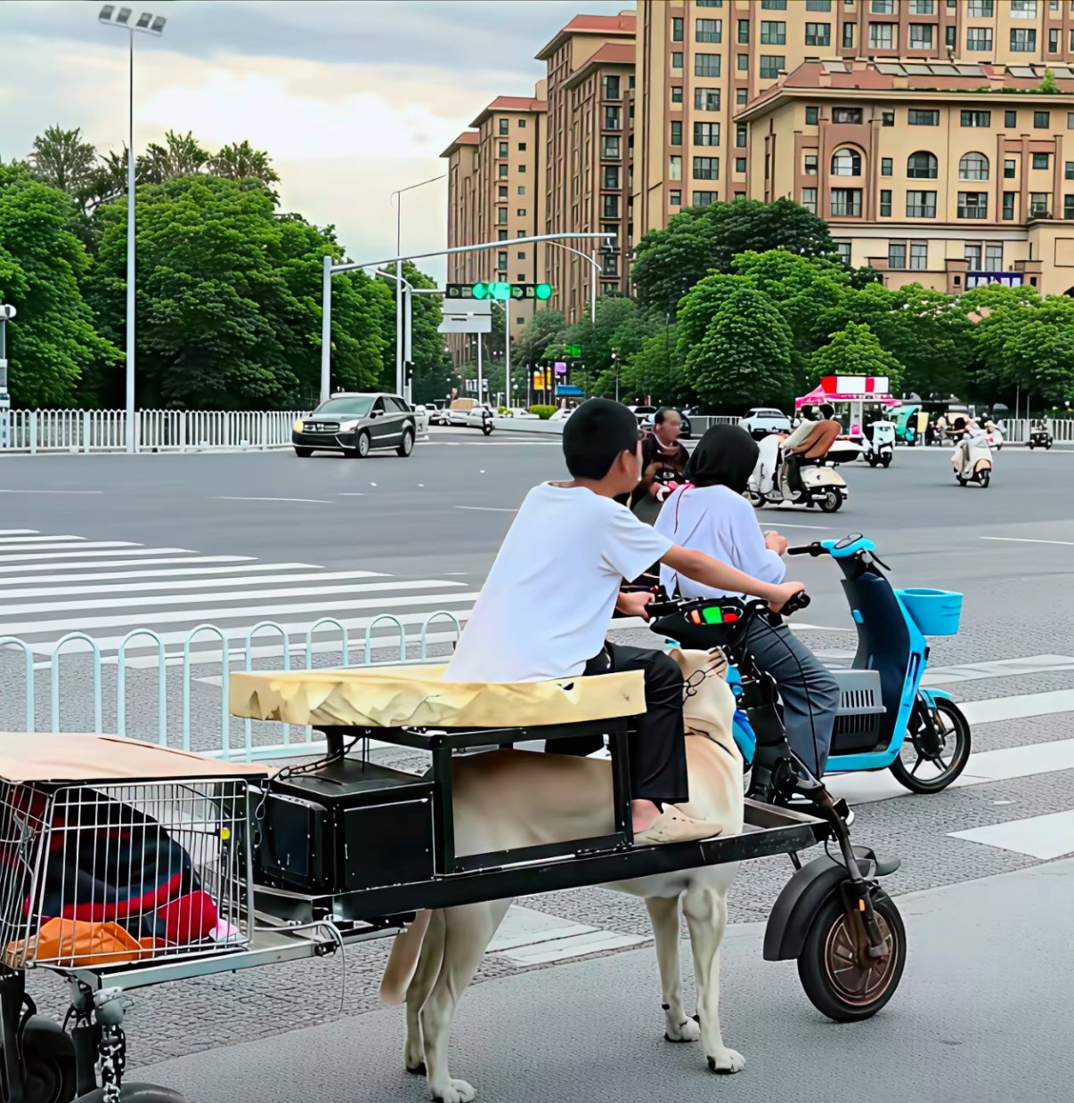 能人辈出啊真的是  狗狗不累啊 ​​​