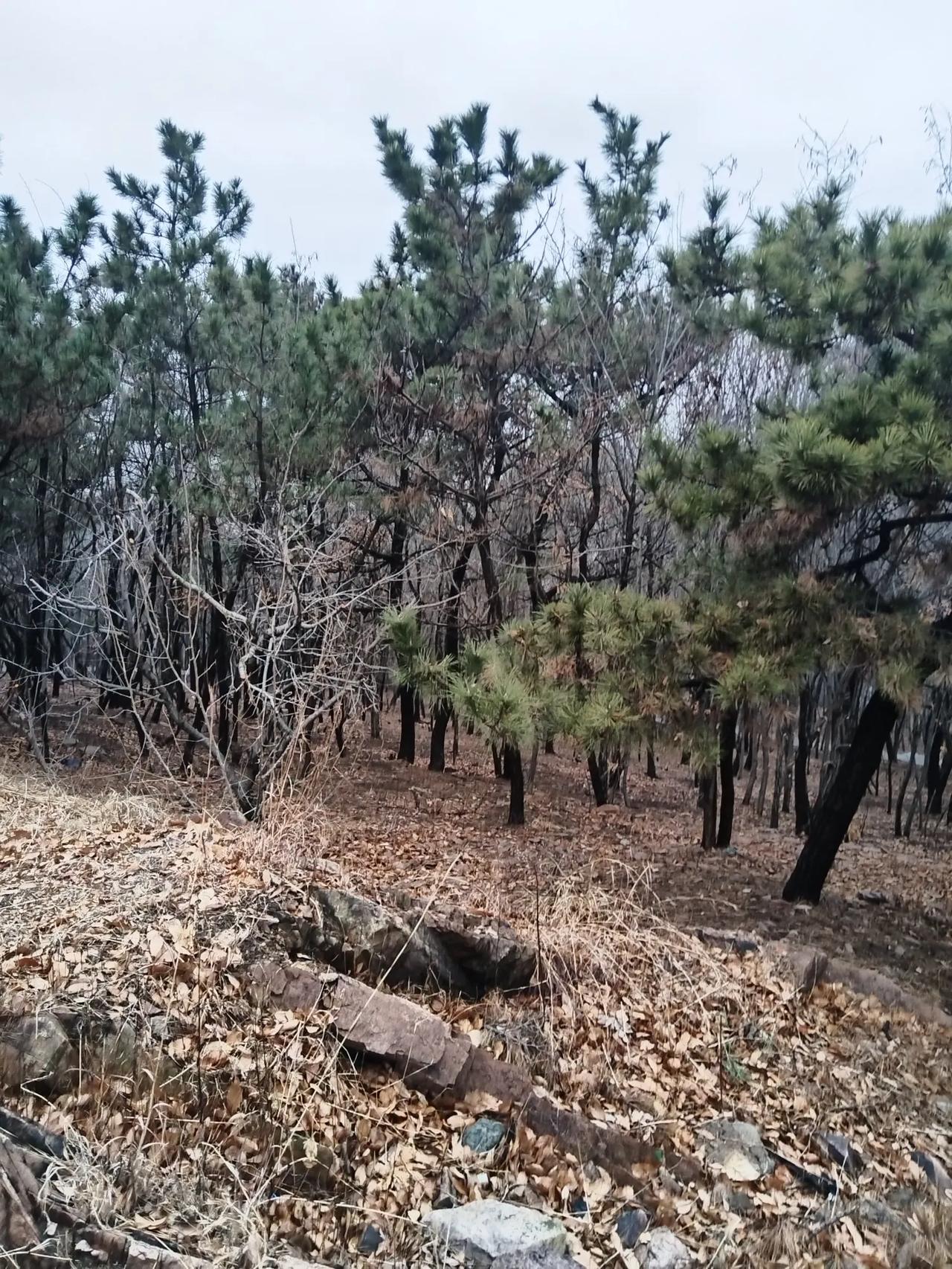 这个春节虽然因疫苗的原因没吃大餐，但没管住嘴巴还是胖了好几斤，随着气温的升高快到