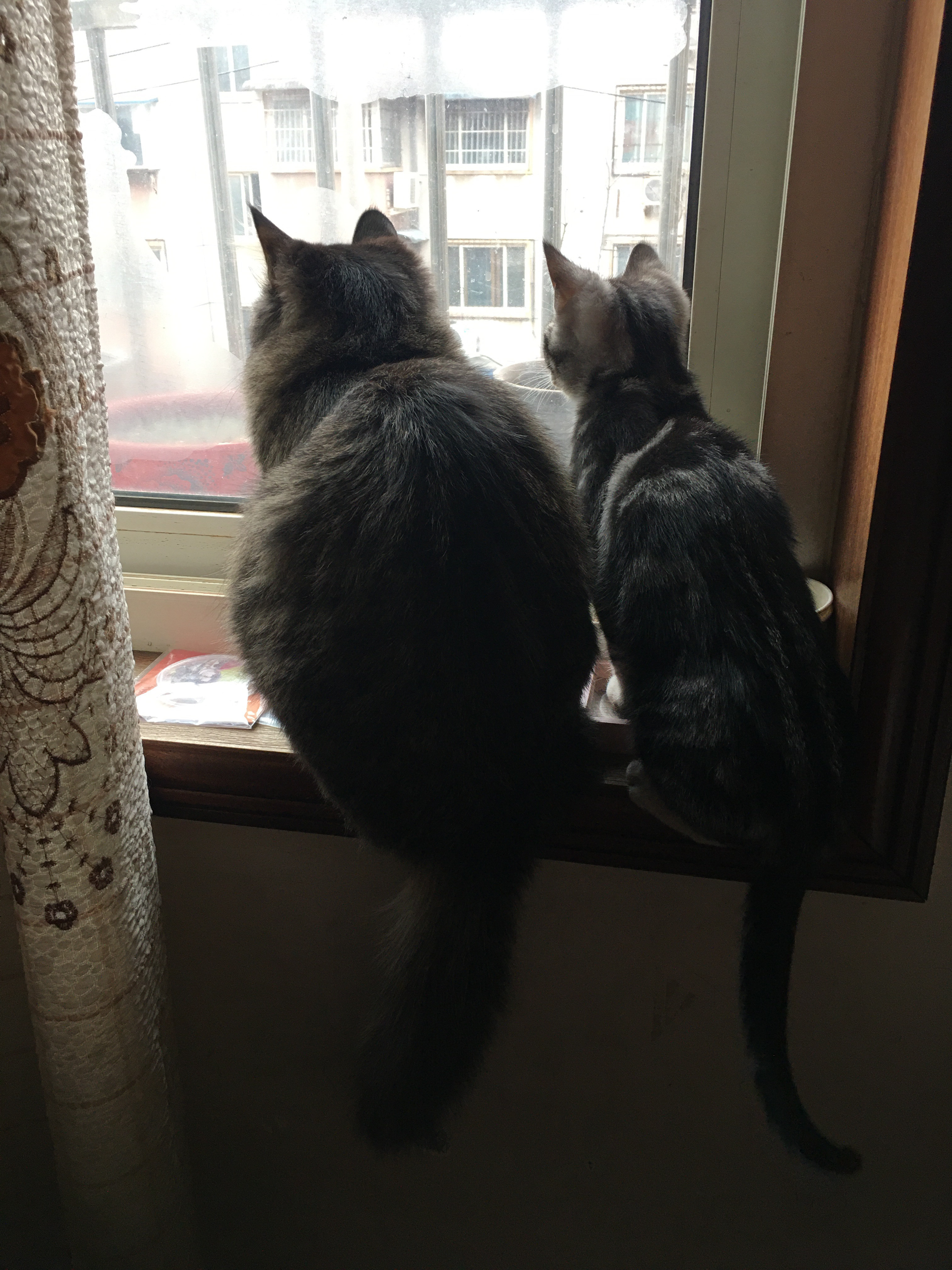 好事的猫咪🐱 