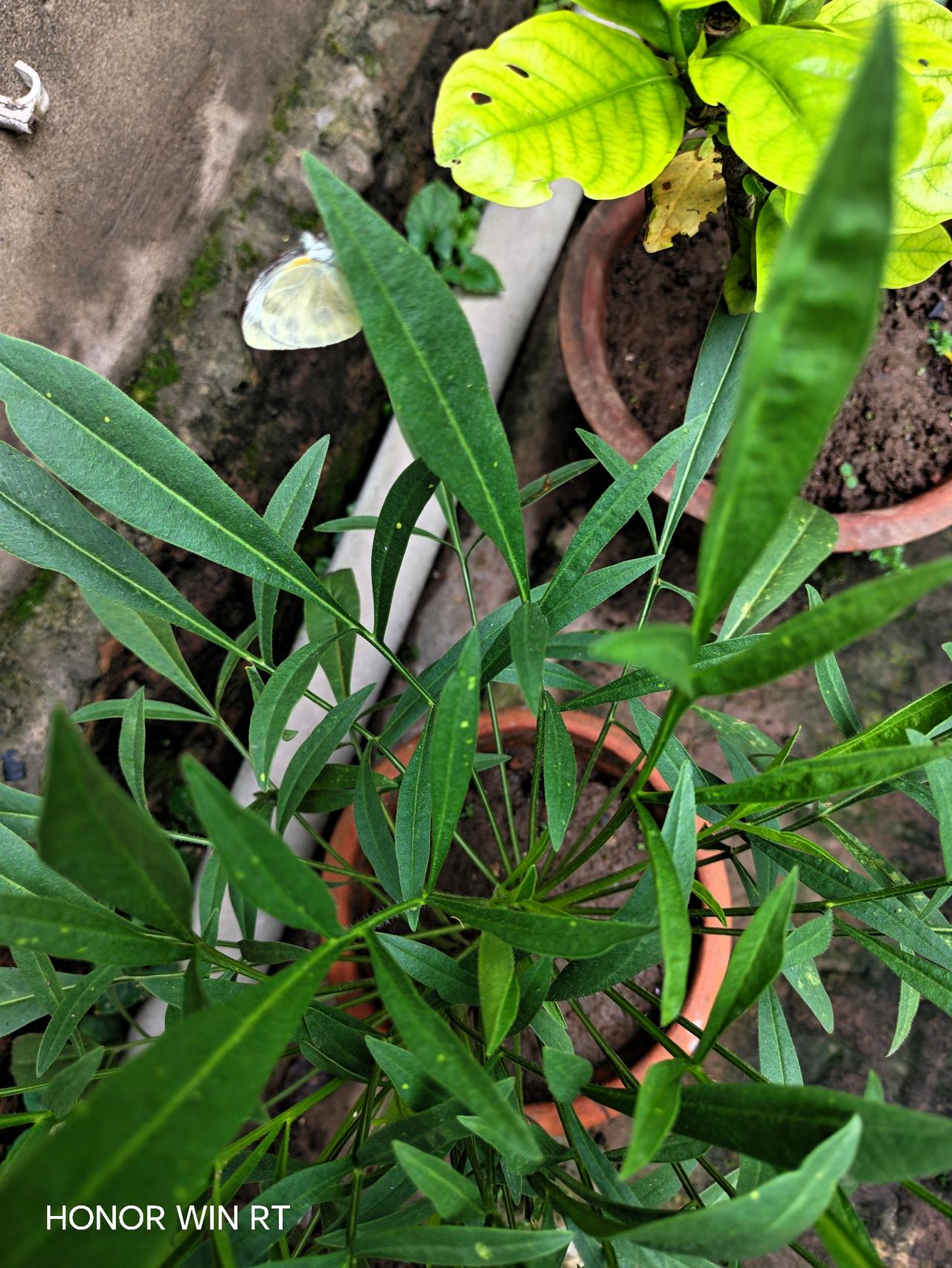 小蝴蝶儿还喜欢绿绿的花叶，早上起来就看见它在花叶上飞来飞去。