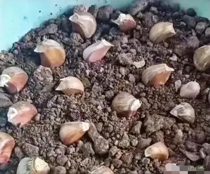 这就是我种的大蒜，这都快种了半个月了。怎么还不发芽呢，不知道是不是种错还是种子有