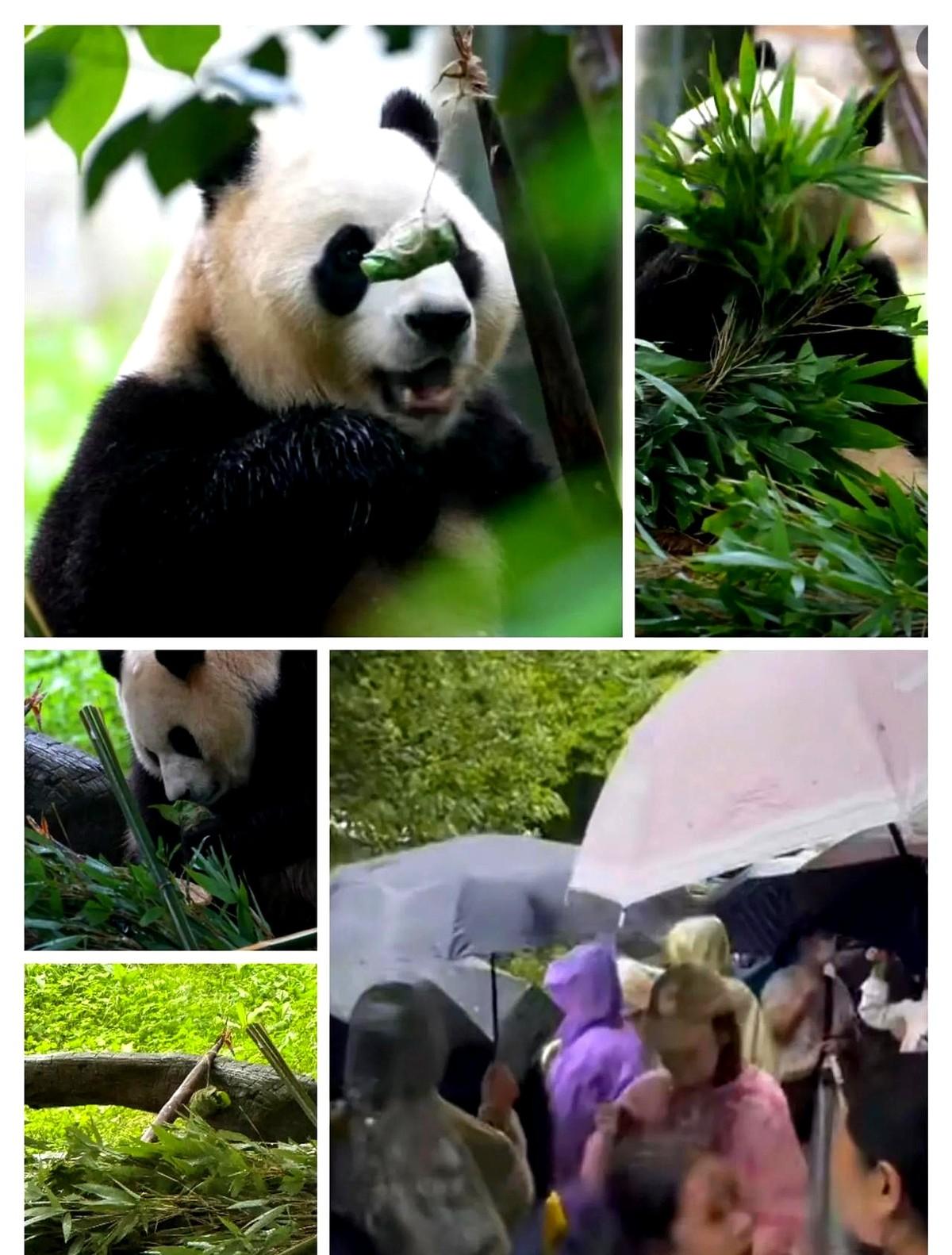端午节隔后第二天，福宝吃到了粽子!
神树坪基地哗哗下着大雨，姨姨们打着伞披着雨衣