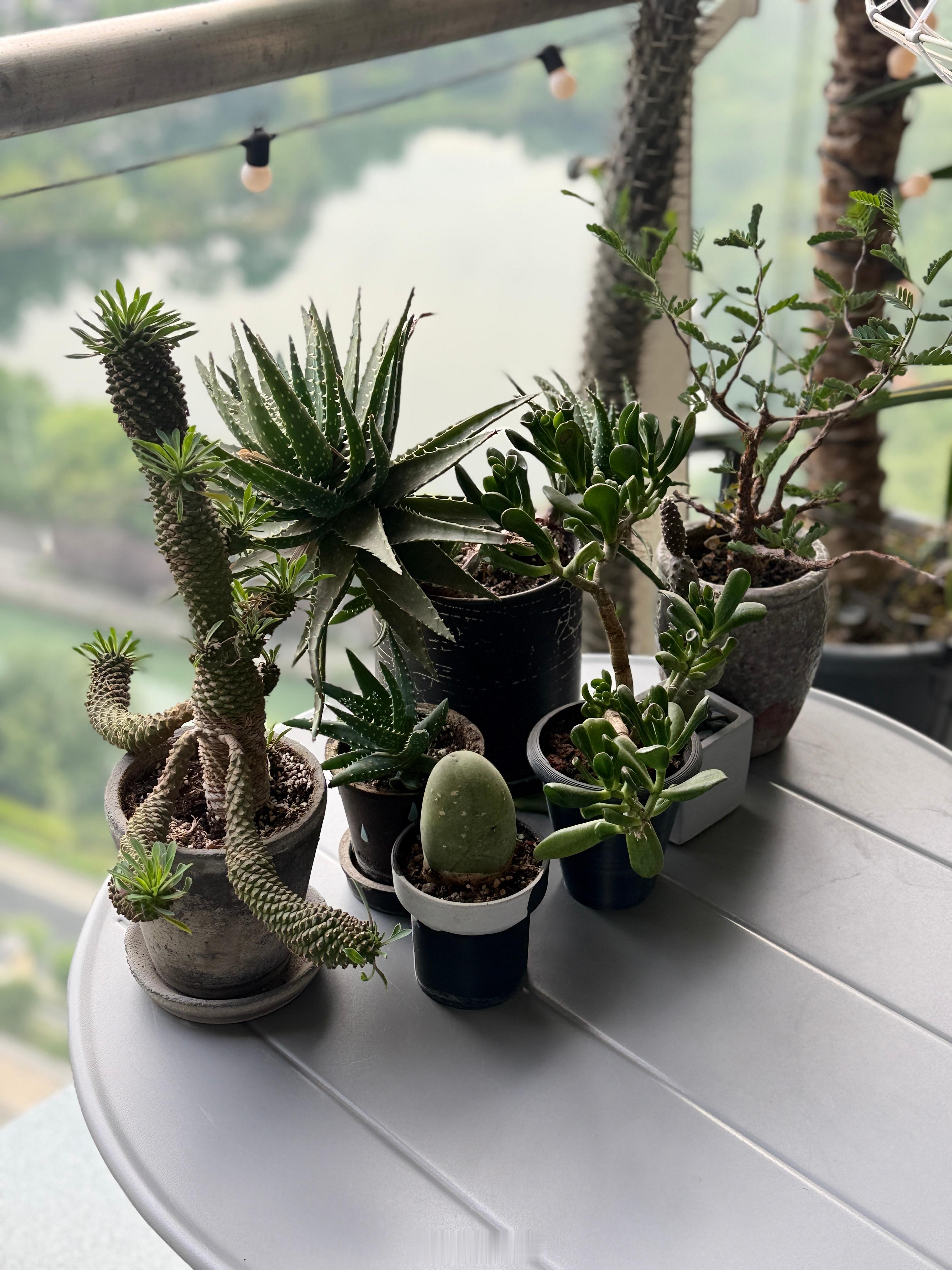 来表哥家吃饭被表哥阳台的植物震撼了居然是他种植的真实植物，有生命的那种… 