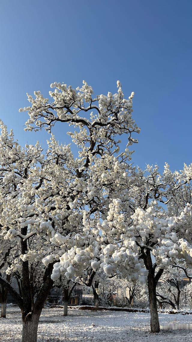 上联：清明梨花一地雪；
上联：秋深枫林半山霞。