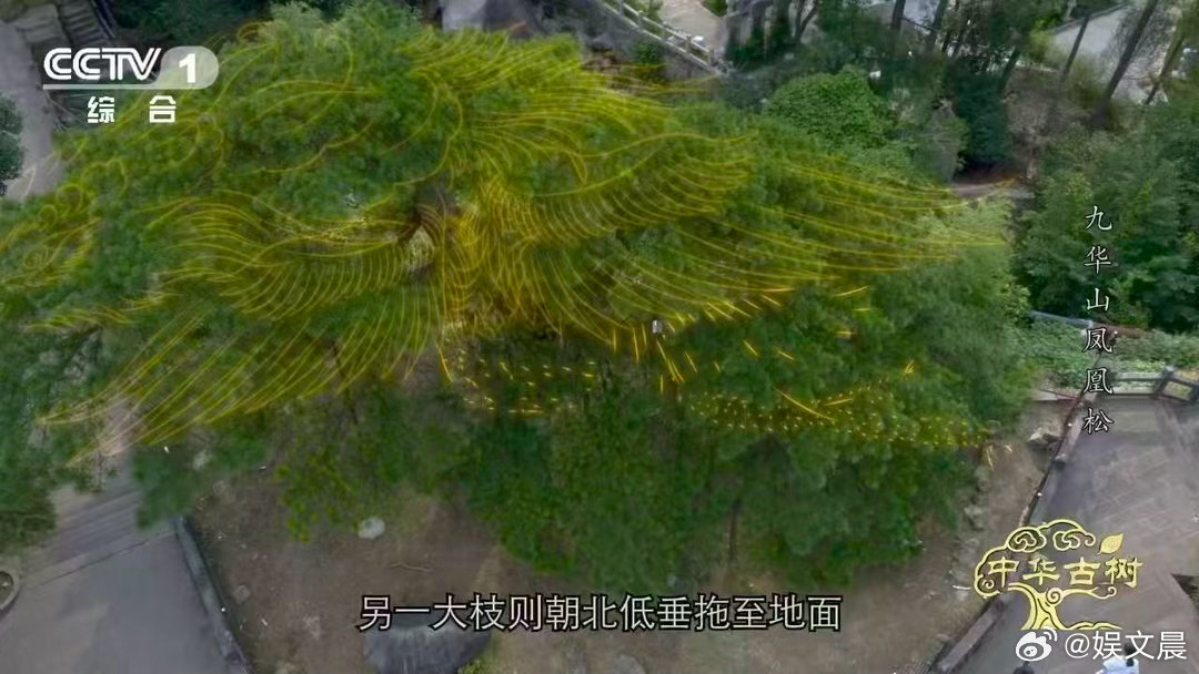风一吹千年古松秒变展翅凤凰 1400年，它在等一阵风。风来了，松枝摇曳，凤尾低垂