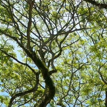 阳光信用‎阳光‎信用 ‎每日一善 善良是一束美丽的玫瑰，当你赠送他人时，也为你自