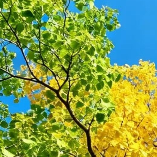 阳光信用  🍎阳光信用 🍎每日一善 清晨的风，驱逐烦躁的心情；清晨的雾，阻挡