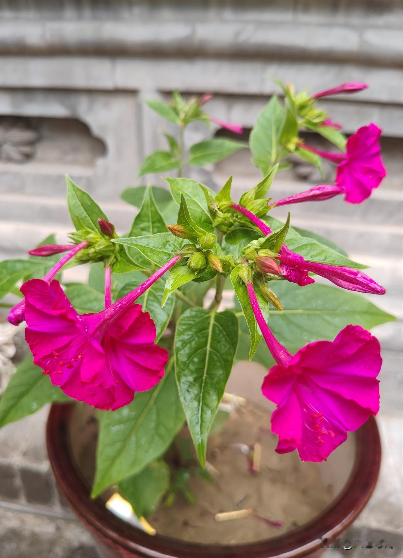 分享一张你相册的拍的花晚饭花