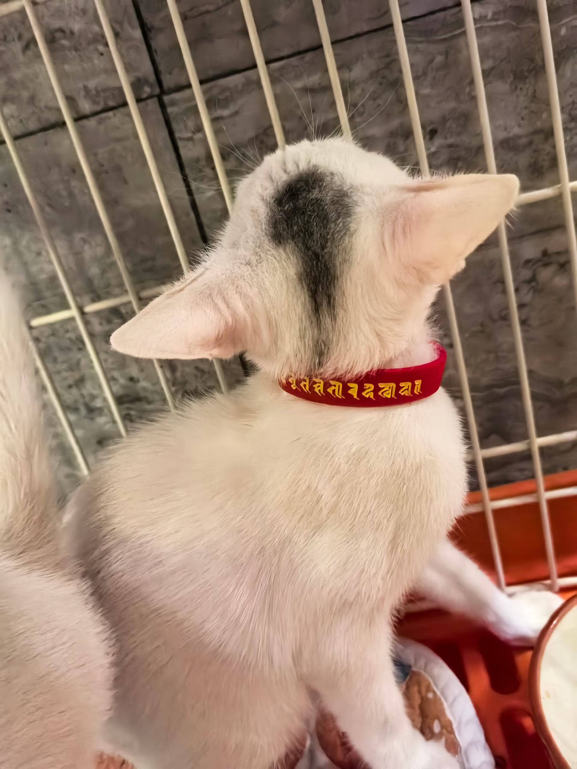 红项圈的是丽娟的女儿，小妹妹，小时候皱巴巴的像小老鼠。。免费领养