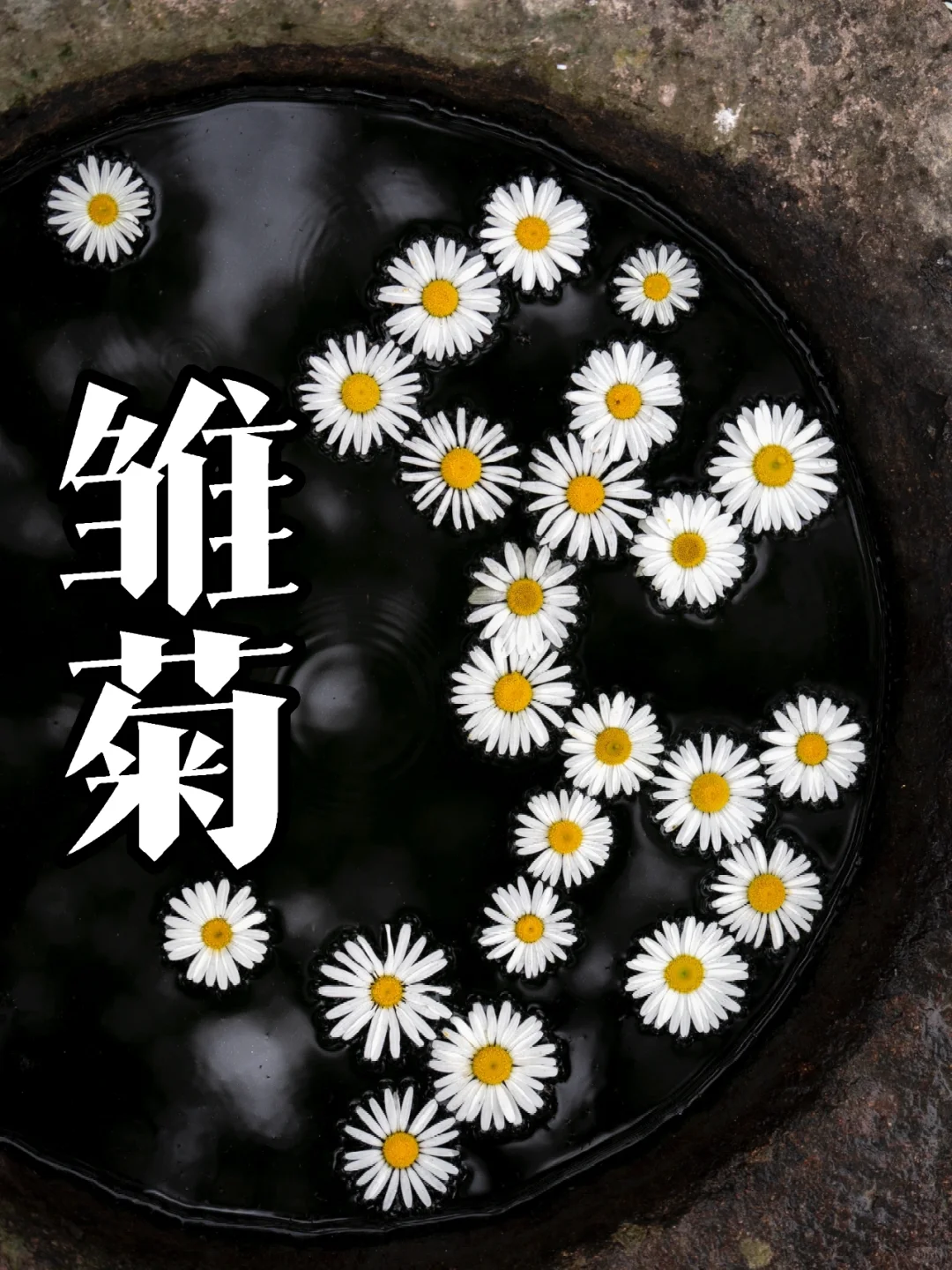 🌼在临海，小雏菊盛开啦，美翻了！快快来拍