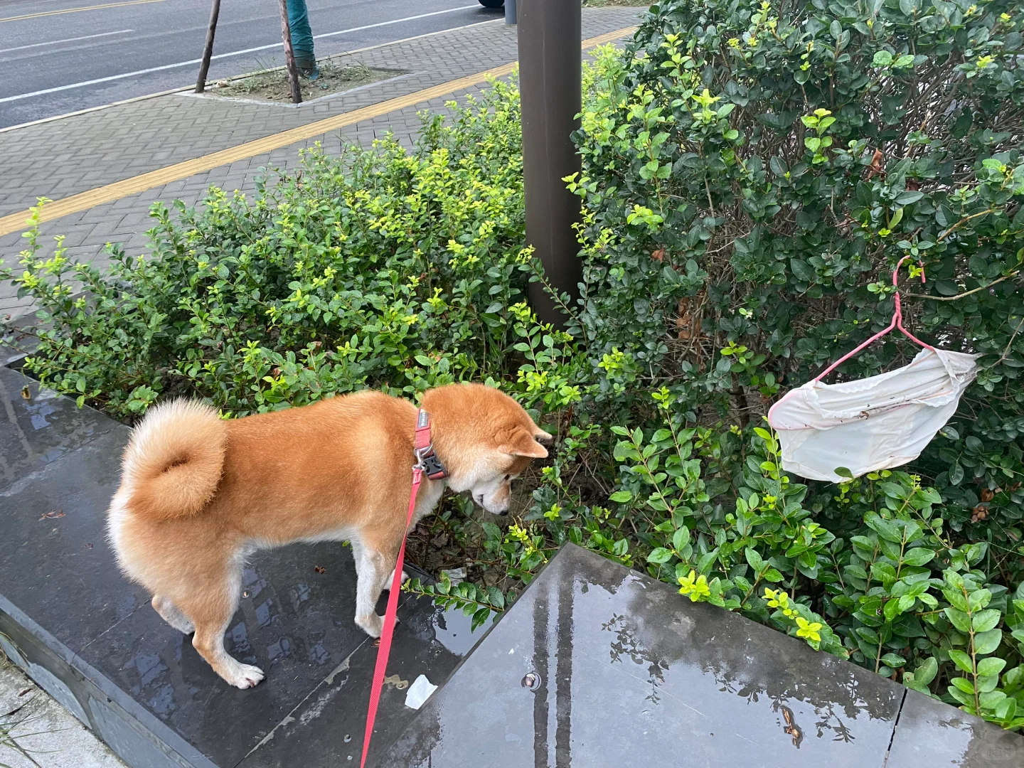 吃饭睡觉抓老鼠