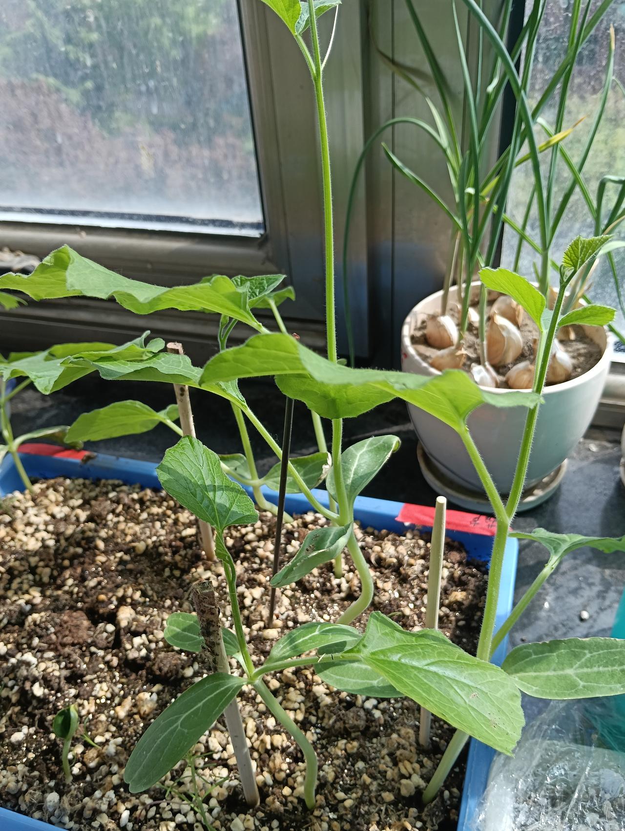 我种的葫芦已经开始长高了，在办公室留了几棵，看看能不能长大，我要收货多多的大福禄