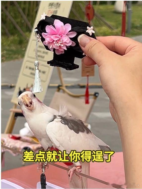真小鸟全身都在拒绝封妃救命！小红书宠物友好计划上海场惊现真·安小鸟避宠现场！小翅