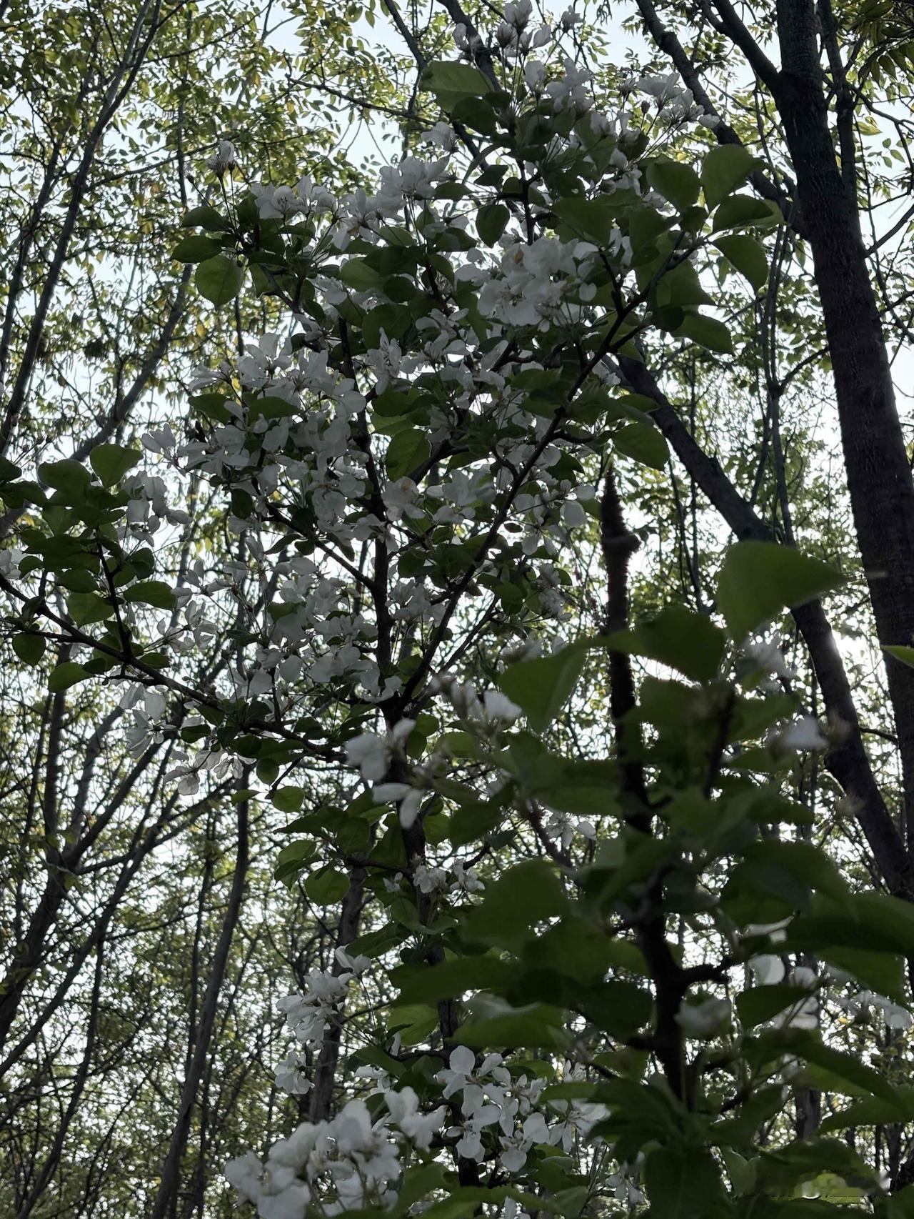 春日生活打卡季这是什么花？