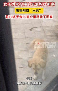 万物皆有灵性！河南，女子为经常投喂的流浪狗找了个新家，新家距离女子家有50多公里