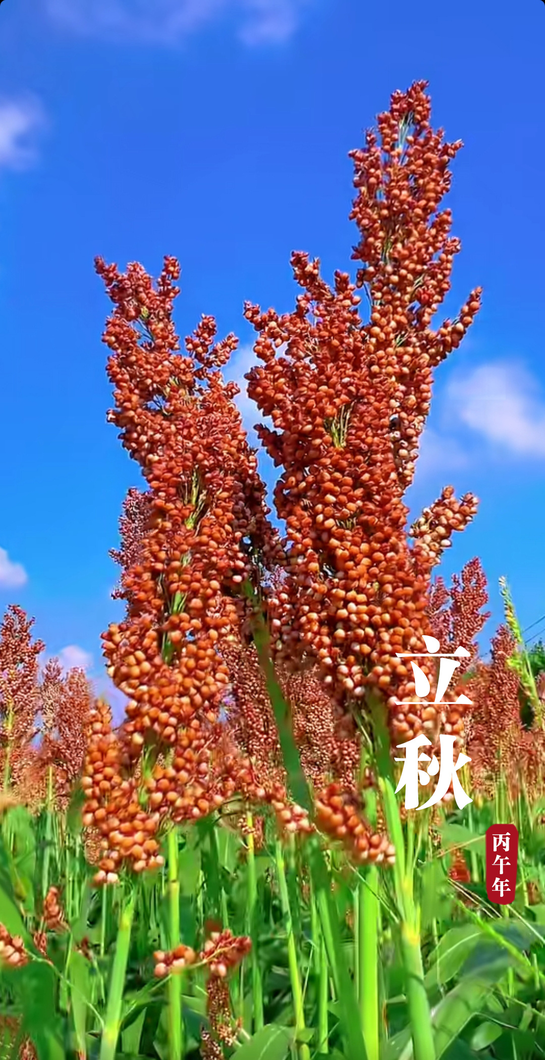 立秋文案 立秋，是秋季的起点，虽有凉风至，暑热仍未尽，黄叶的出现，预示着万物从繁