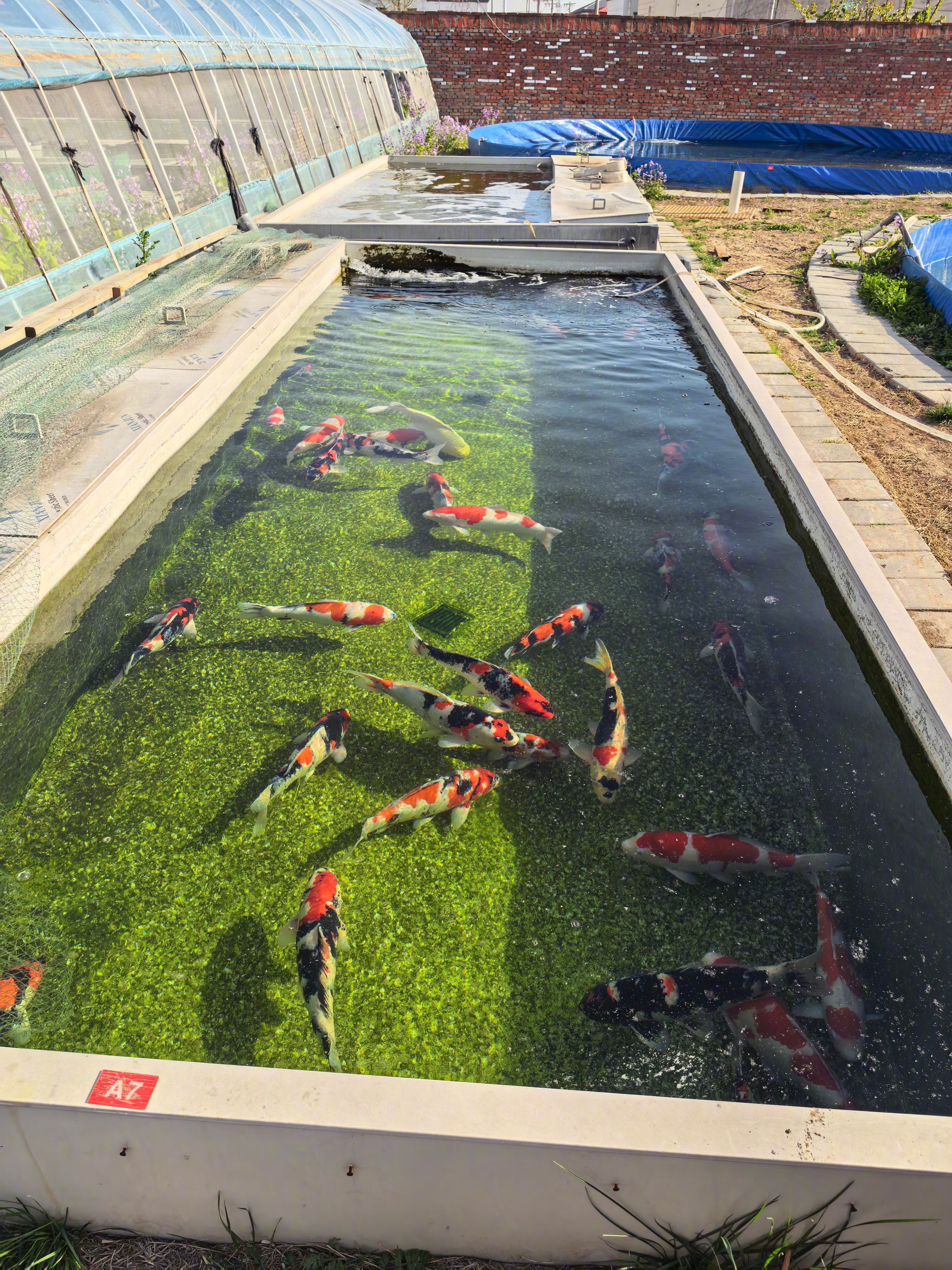 朋友们，来给家里院里鱼池看锦鲤来啦。现在有个问题……看上眼的都好几万一条…… 