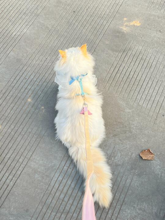 其他照片不知道 但拍背影照是咪的强项