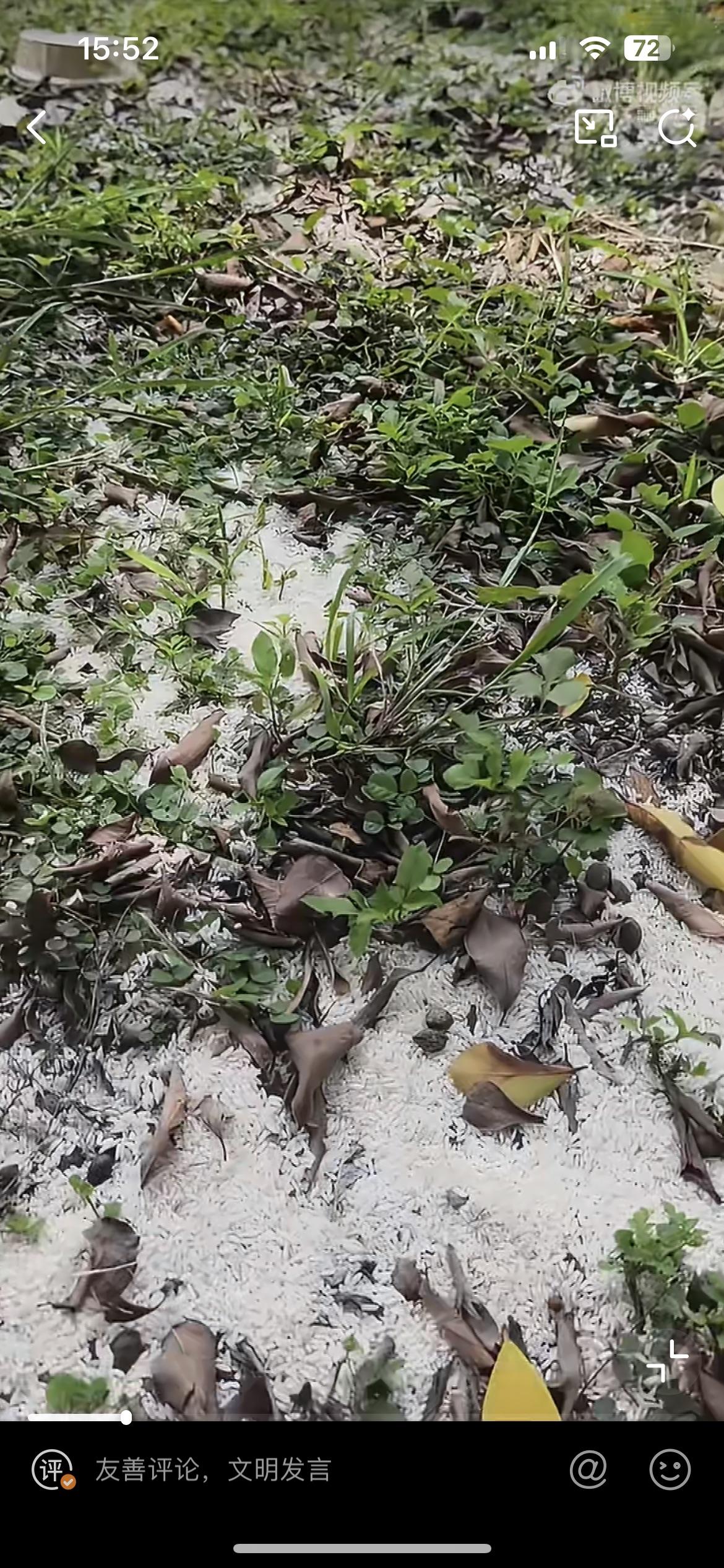 一网友在河边发现大量白花花的大米，疑似放生的人丢的，这真的是暴殄天物。才吃了几天