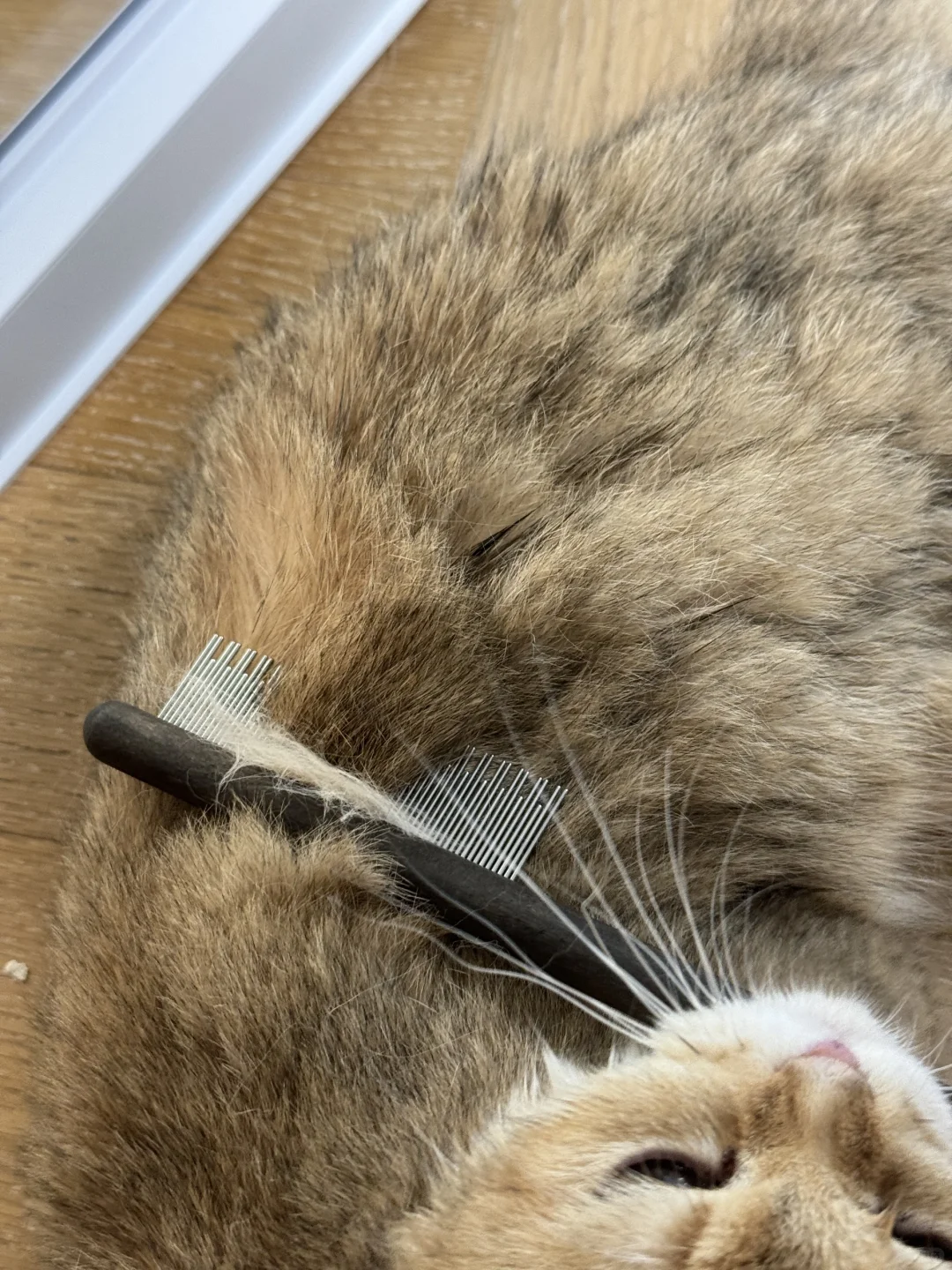 这梳子雀氏好用🆗