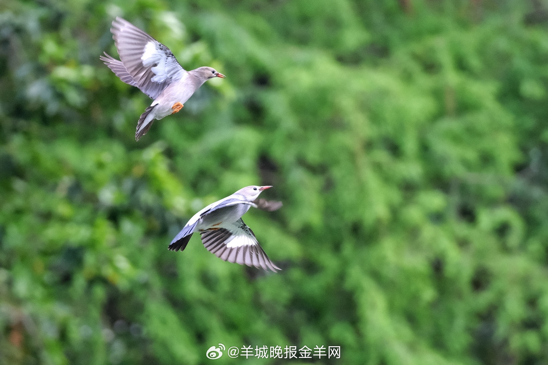 #早安#这个四月，希望你既努力拼搏，也能用心生活，在自己小小的世界里熠熠生辉。 