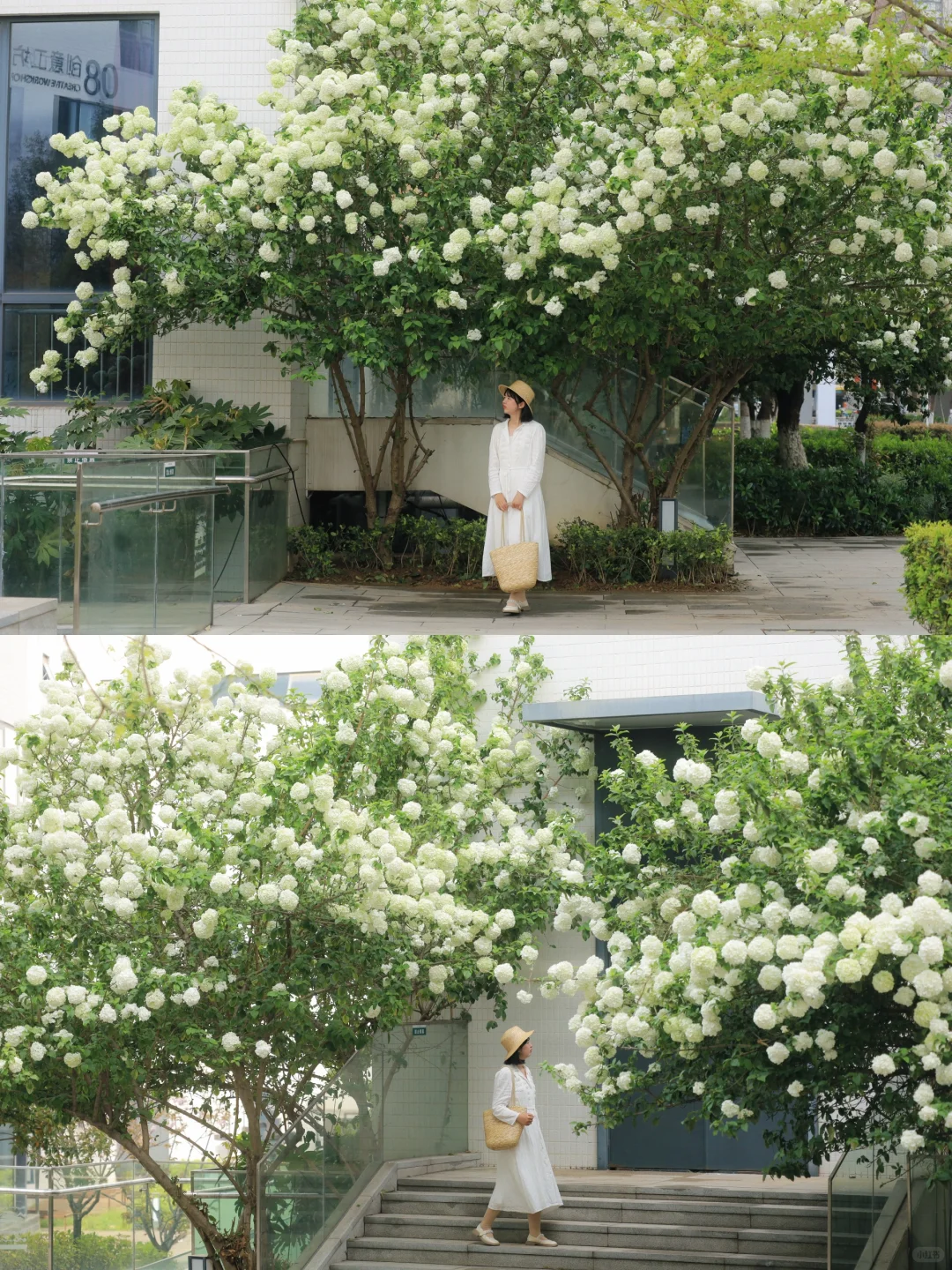 别去沙湖公园挤人了❗️这片无人绣球已开爆