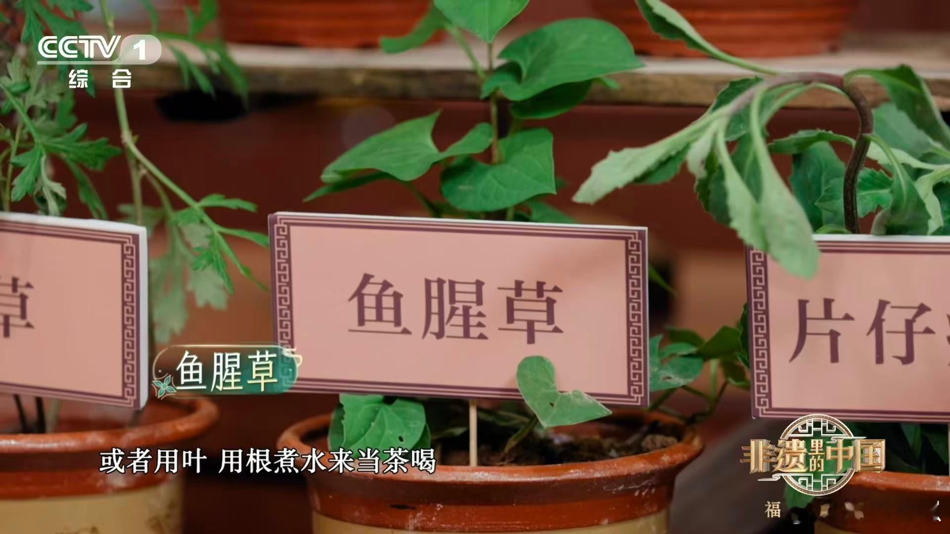 在闽南随手就可能采到草药烧仙草竟是草做成的 别小瞧闽南田间的草！到手香治蚊虫叮咬