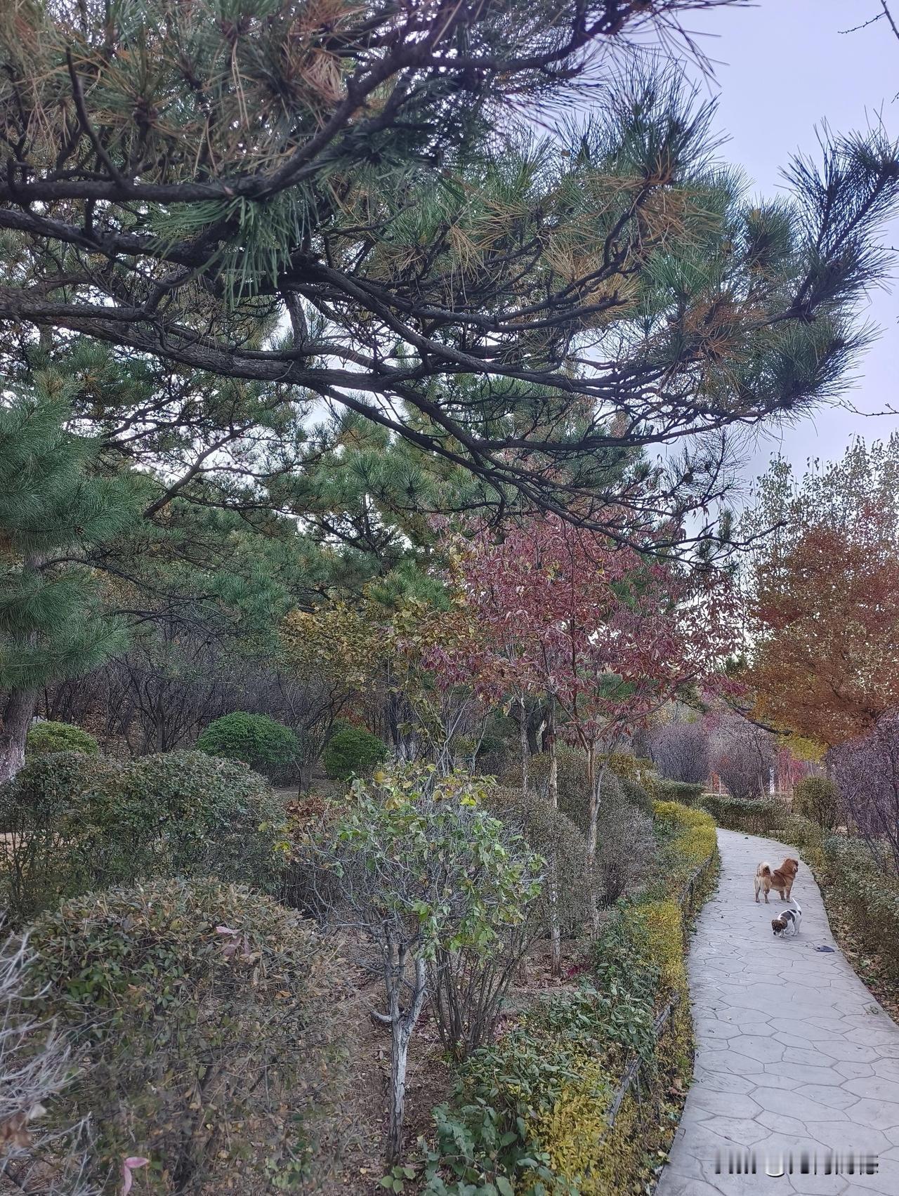 今天发生一件有趣的事，我们家的毛孩子跟一只老鼠干上架了，这只老鼠长得很大，一点都