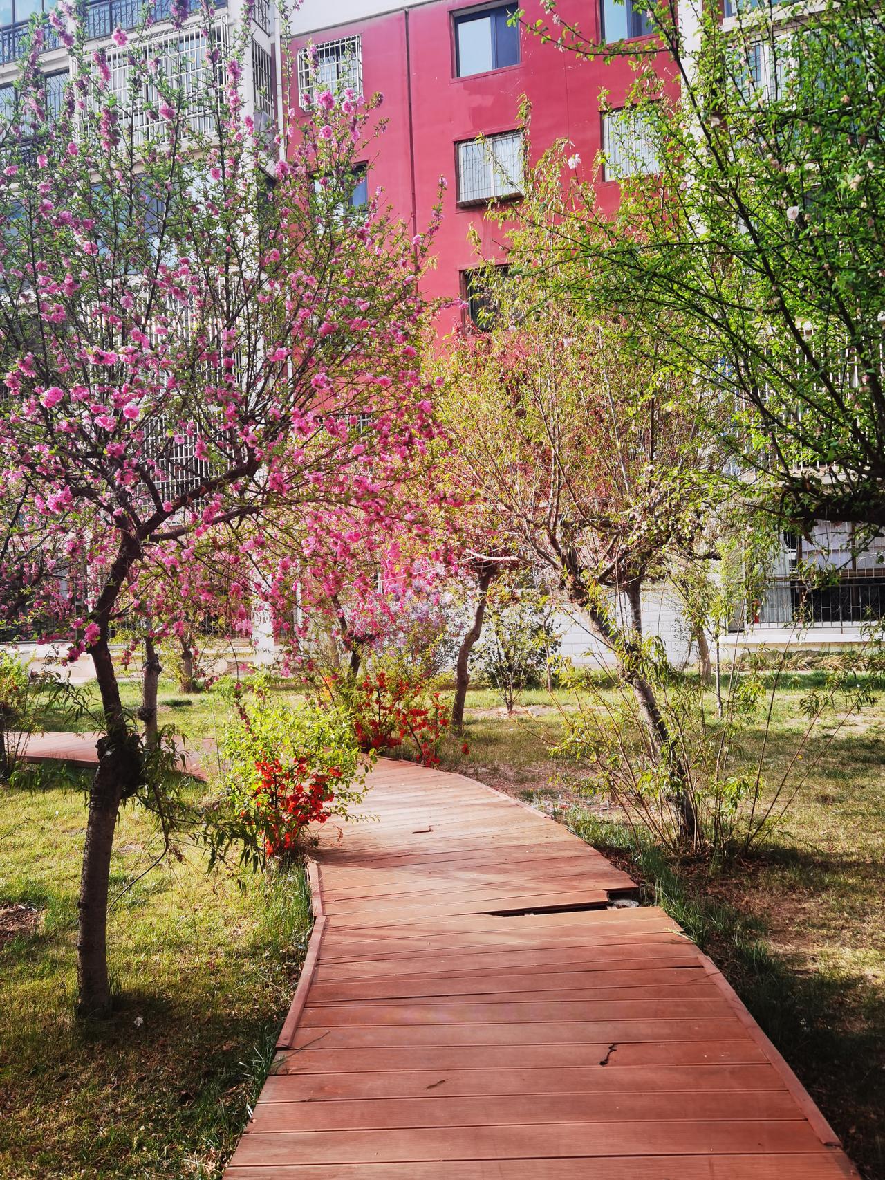 早晨出门
花香扑鼻
沿着小径
花中漫步
叽叽鸟语
春之声响