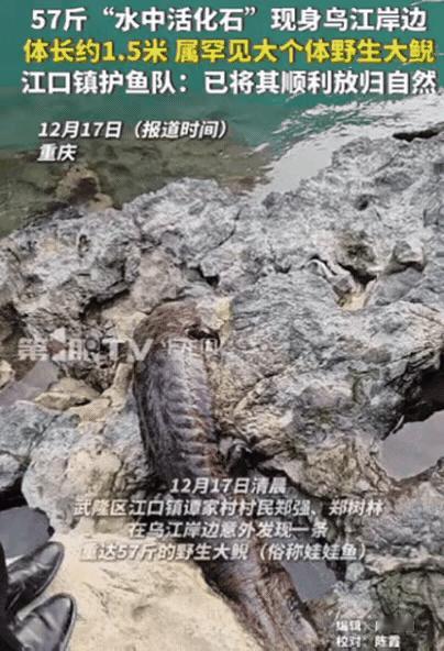 重庆村民捡到57斤“牢底坐穿鱼”，这哪是偶遇，
分明是

生态给的“成绩单”！