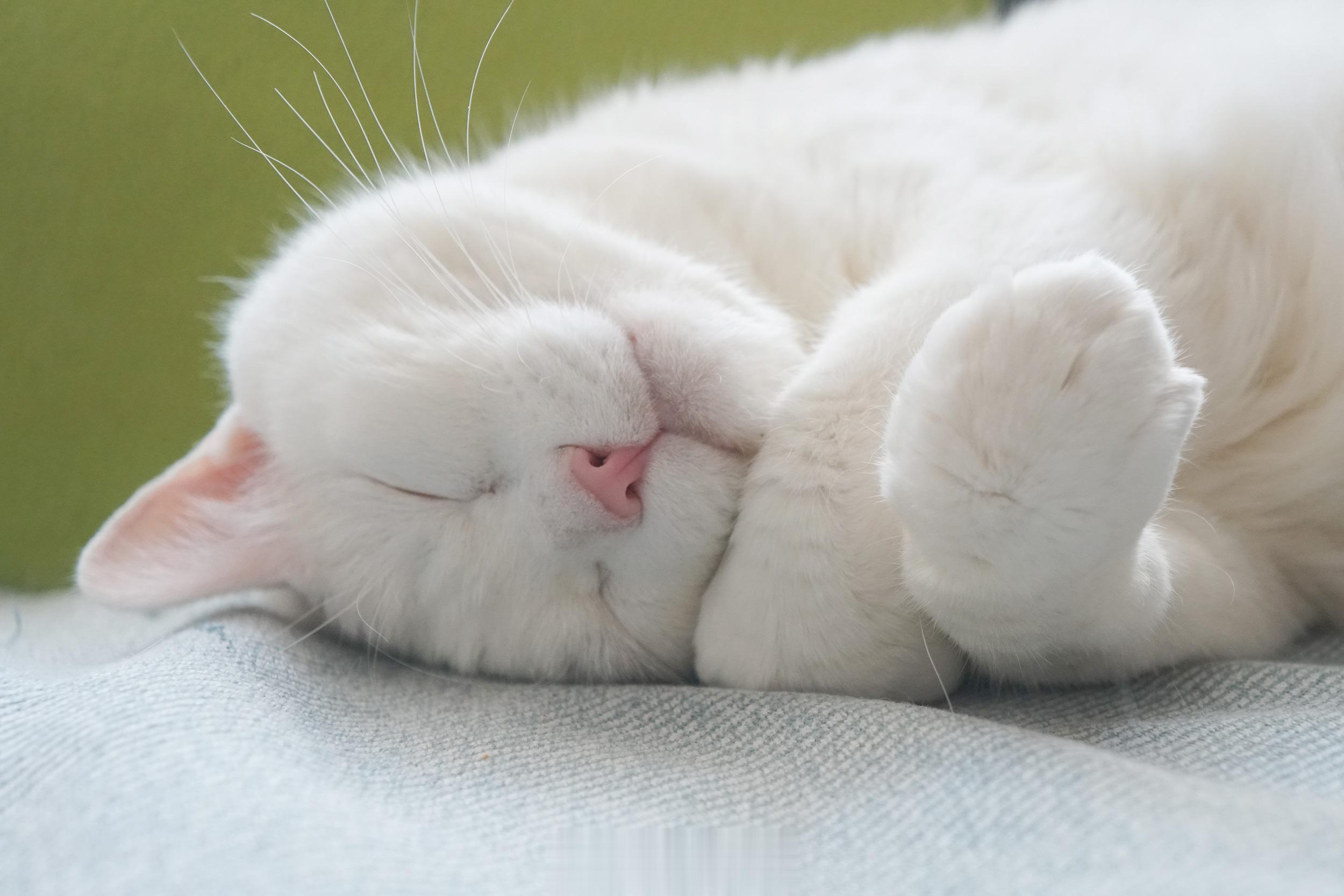 表吵一個巨嬰睡午覺～ ​​​