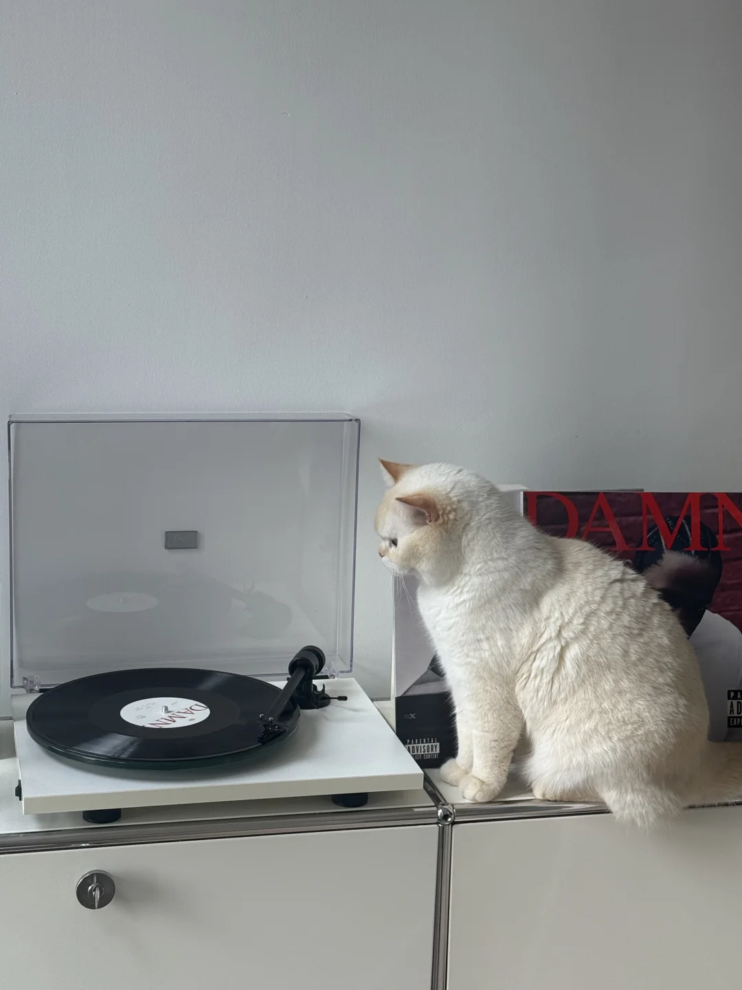 周末 猫 阳光 黑胶