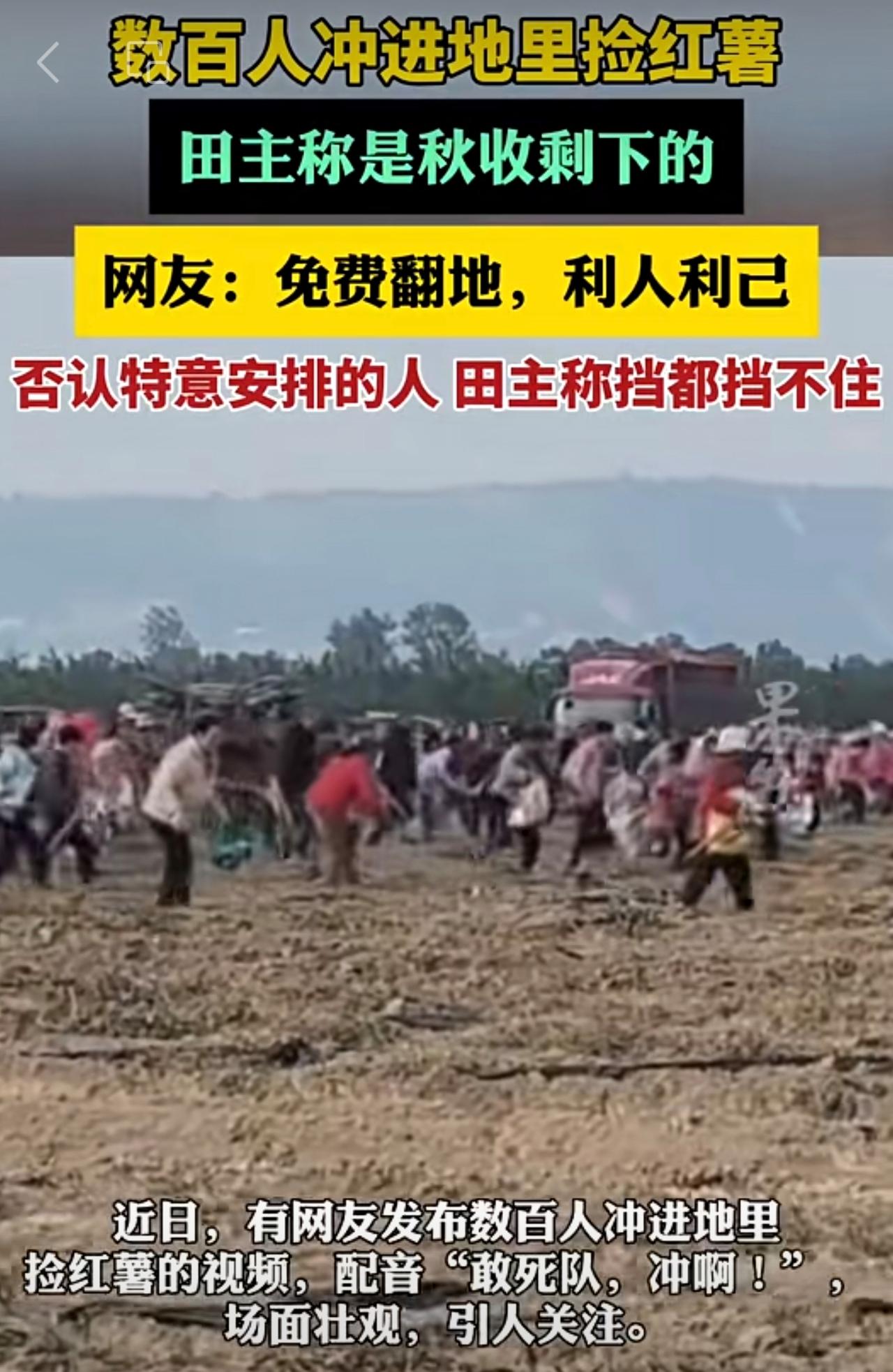 数百人冲进地里捡红薯