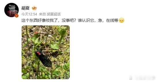 胡夏被蝉咬了 舞台上的胡夏光芒万丈，舞台下却被蝉 “欺负”，这反差萌我疯狂心动！