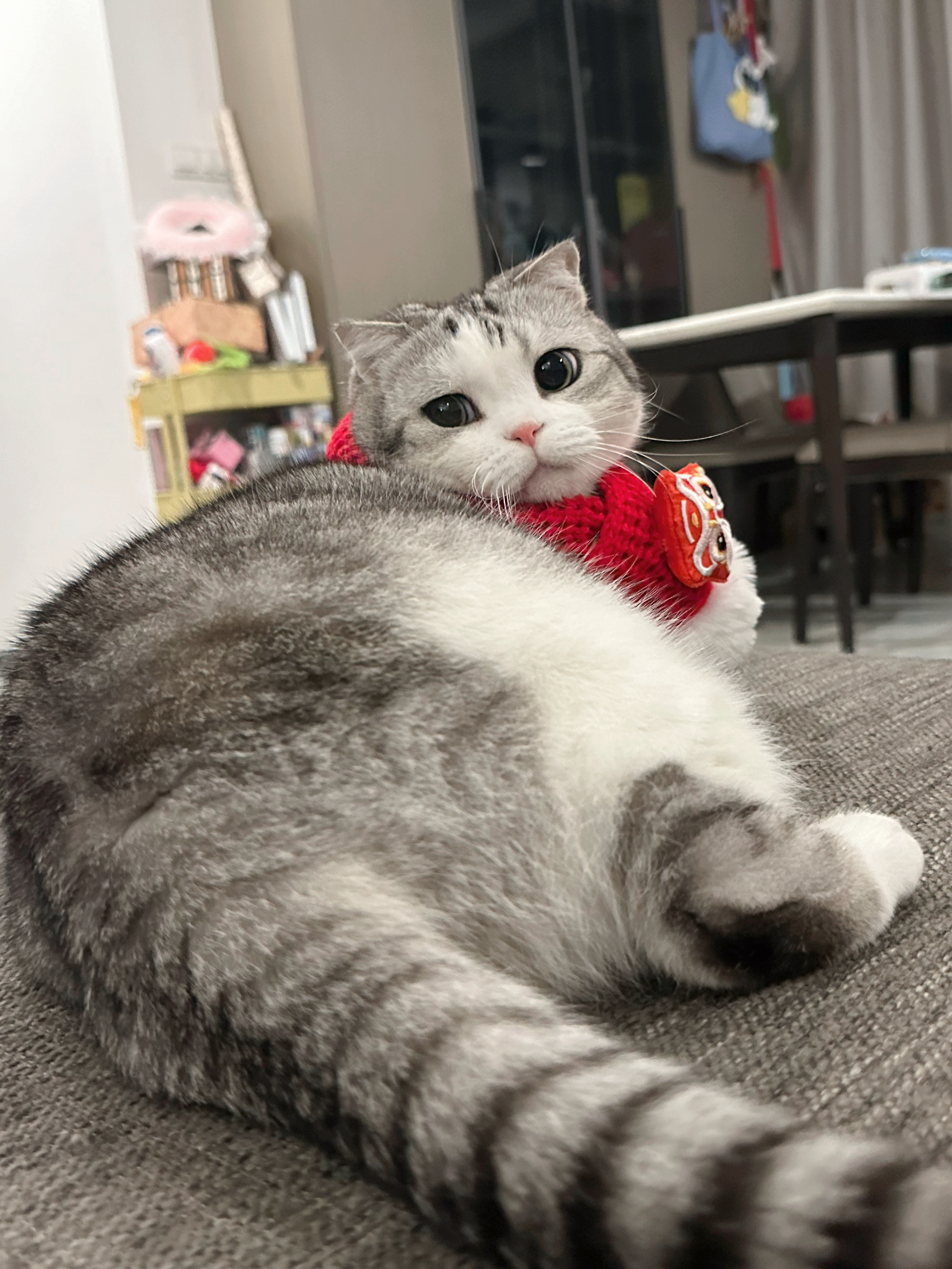 (ᕑᗢᓫ∗)接下来都是红红火火的小泡芙！#萌宠初冬日记# ​​​