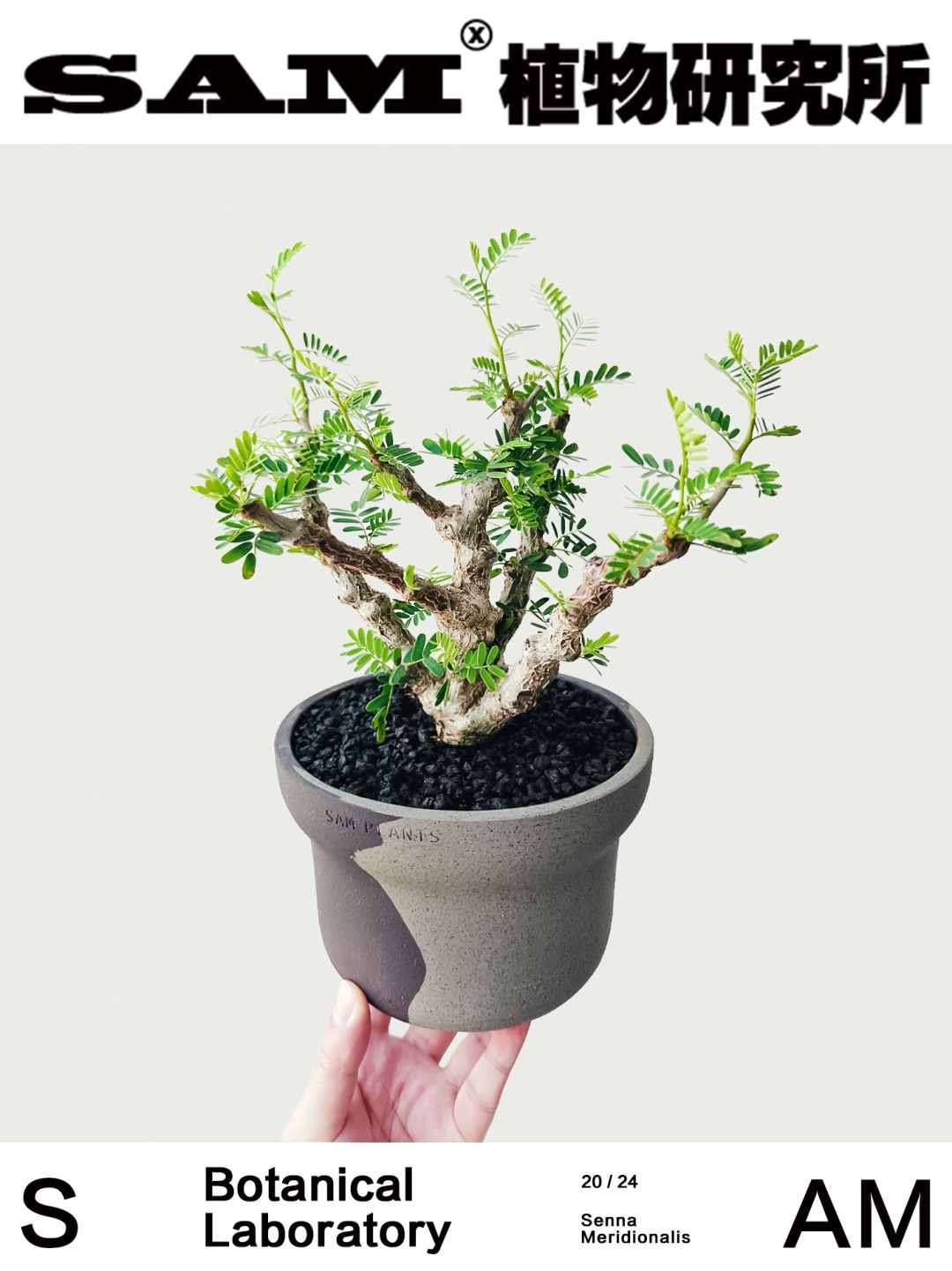 沙漠苏木｜Senna Meridionalis