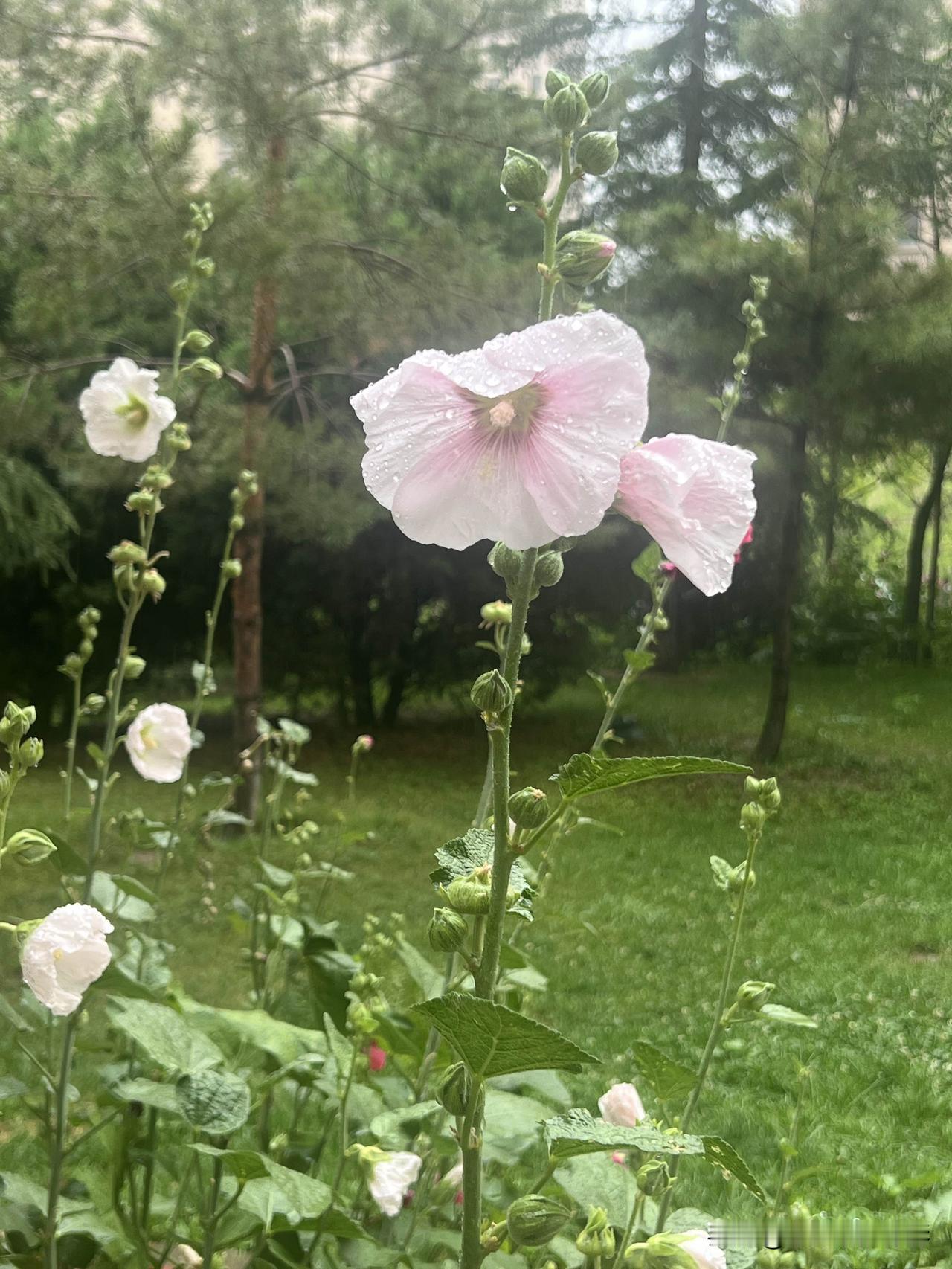 难道兰州真的步入雨季了吗？前半年几乎没怎么降雨，下半年本就该是多雨时节。
据墨迹