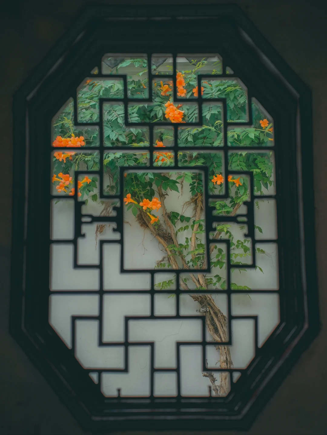 中式美学，又一扇凌霄花封神花窗出现了……